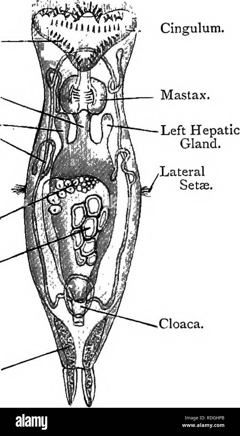 . Elementare Lehrbuch der Zoologie. HYDATINA. 151 III.âHYDATINA. Stamm ROTIFERA. Hydatina Senta ist eine kleine mikroskopischen Tier sehr häufig in Süßwasser Teichen und Bächen gefunden. Sein Körper ist transparent und länglich. Am stumpf oder mündliche Ende ist ein Ciliated Trichter - wie Depression, der Vorhalle, am unteren Rand der Öffnung. Die Kante des Vestibüls ist gesäumt mit einer Band bestehend aus speziell lange Wimpern, bekannt als das Cingulum. Weiter in Richtung der Mitte des Vestibül ist eine unterbrochene Reihe von Abb. 85. âVentral Blick auf hydatina Senta x 40. (Nach der Platte). Trochus. (Ösophagus. Rig Stockfoto