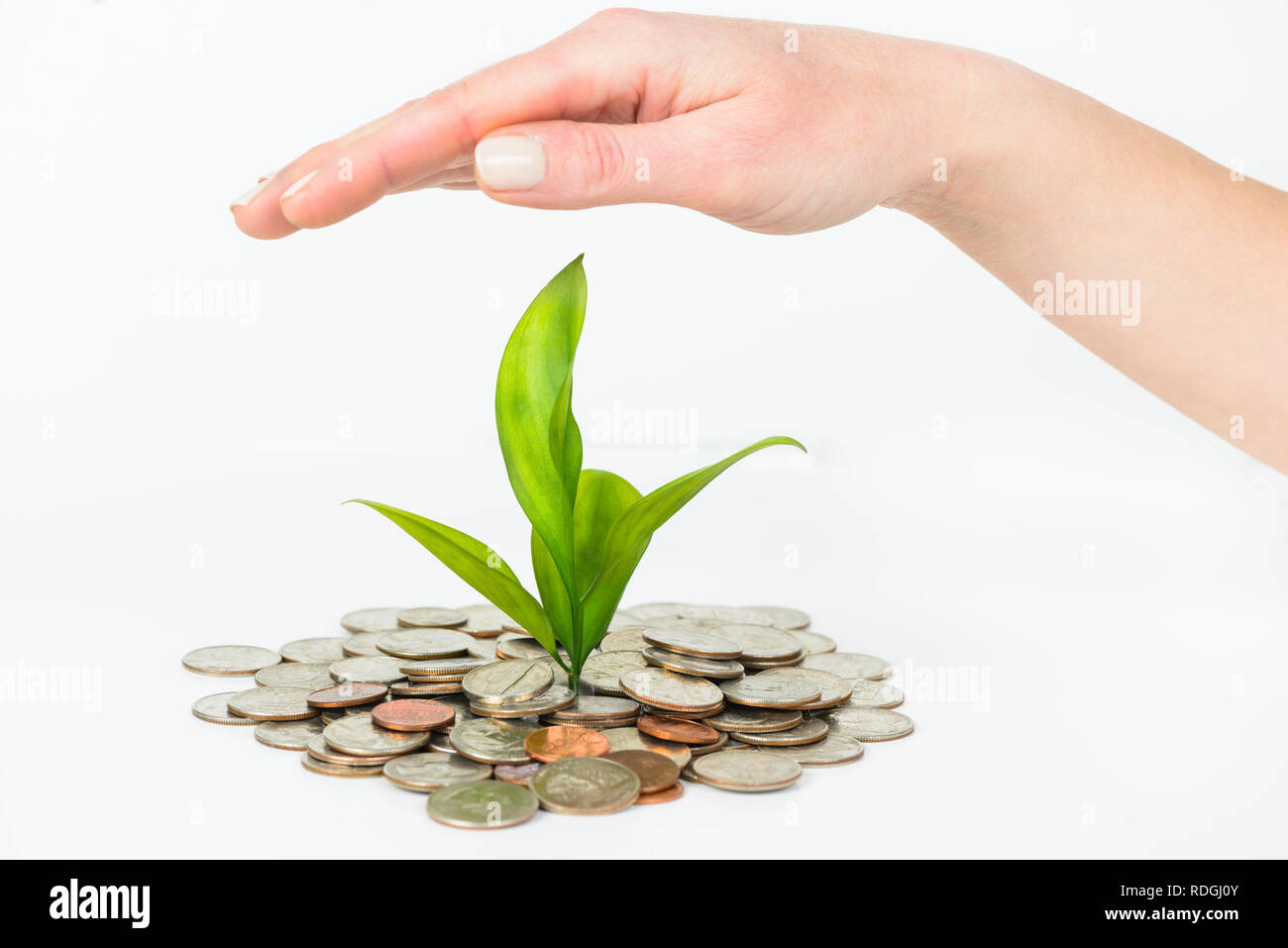 Frau Hände schutz Konzept der Geld Pflanze, die aus dem Geld Stockfoto
