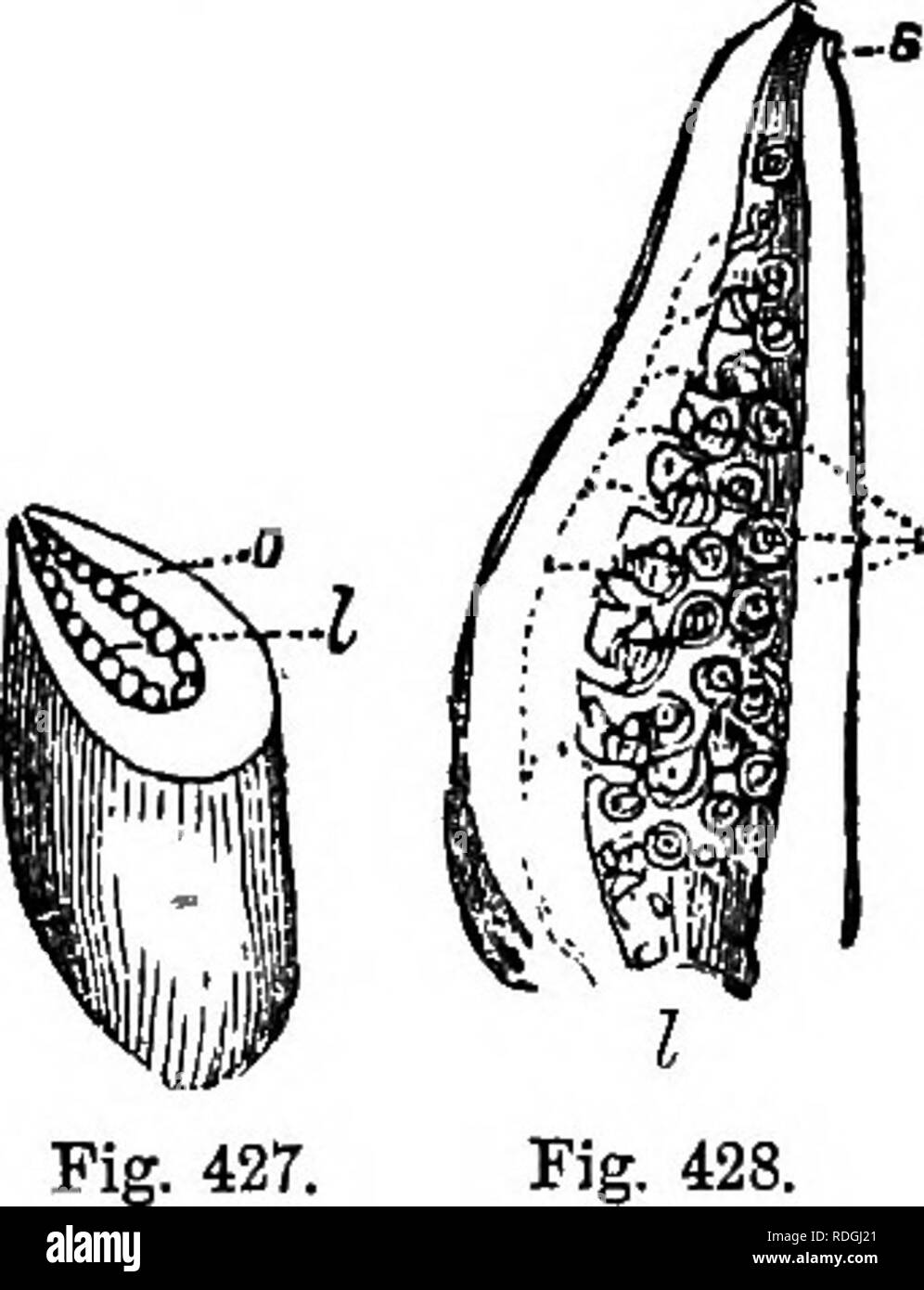 . Ein Handbuch für Botanik: eine Einführung in das Studium der Struktur, Physiologie und Systematik der Pflanzen. Botanik. Bildung der Plazenta. 243 sind nicht mit den Wänden des Ovars verbunden, sie bilden eine sogenannte freie zentrale plazenta. Dies ist in vielen der Oaryophyllacese gesehen. So, in Cerastium hirsutum (Abbn. 425, 426), dem Ovar, o, ist com-gestellt von fünf Fruchtblätter, mit den Styles angezeigt, s, aber es gibt nur einen loculament, die Plazenta, p, als in der Mitte und die Eizellen, g, die zu ihm angebracht werden. In Caryophyllacese, während die Plazenta ist kostenlos im Zentrum, Stockfoto