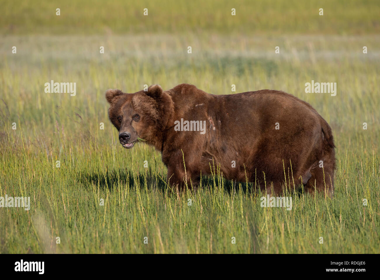 Braunbär (Ursus arctos) männlich essen Gras in Lake Clark National Park, Alaska Stockfoto