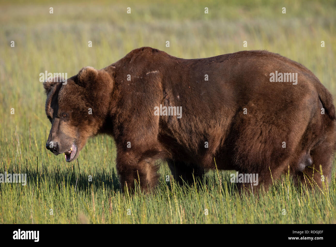 Braunbär (Ursus arctos) männlich essen Gras in Lake Clark National Park, Alaska Stockfoto