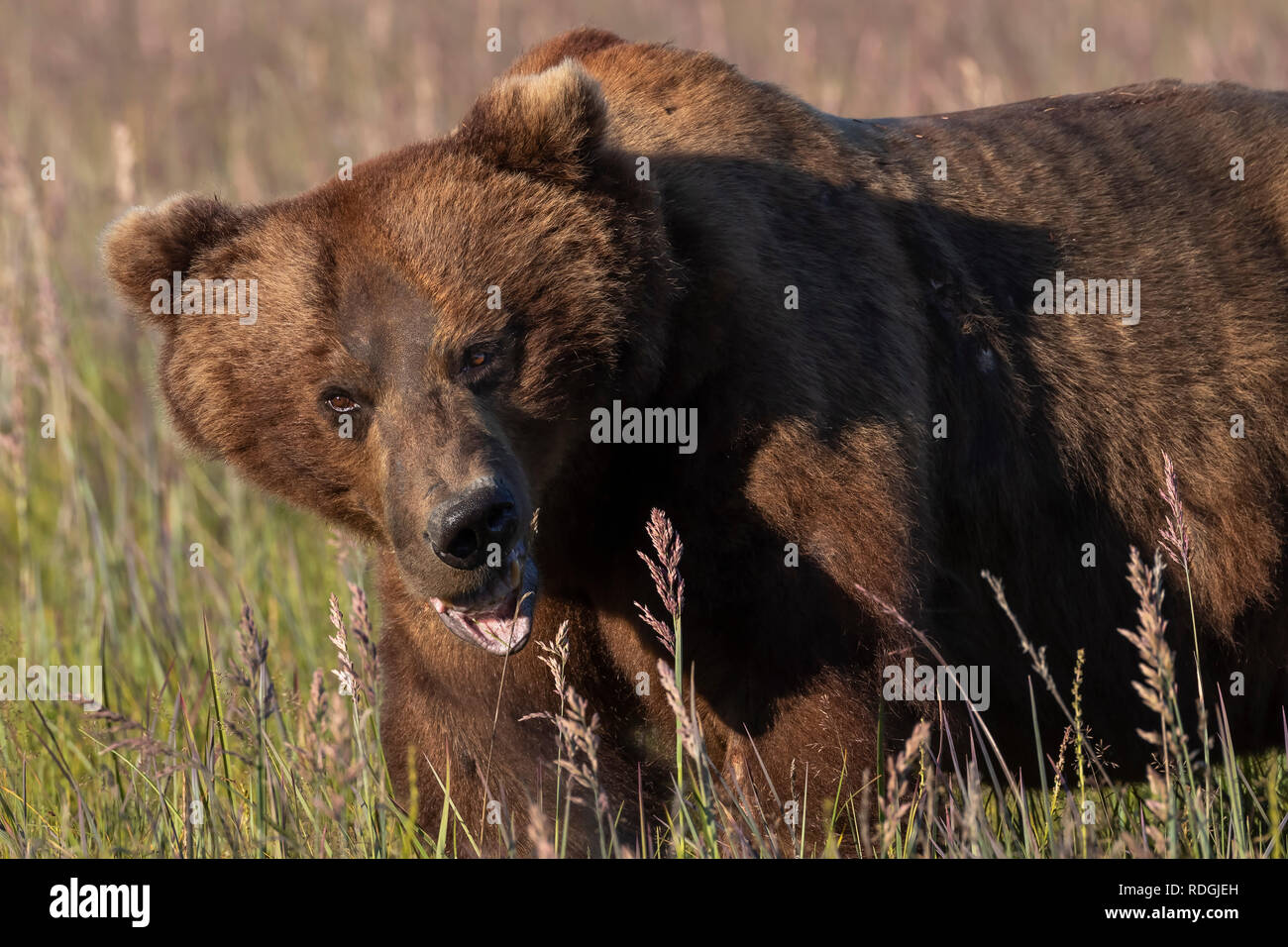 Braunbär (Ursus arctos) männlich essen Gras in Lake Clark National Park, Alaska Stockfoto