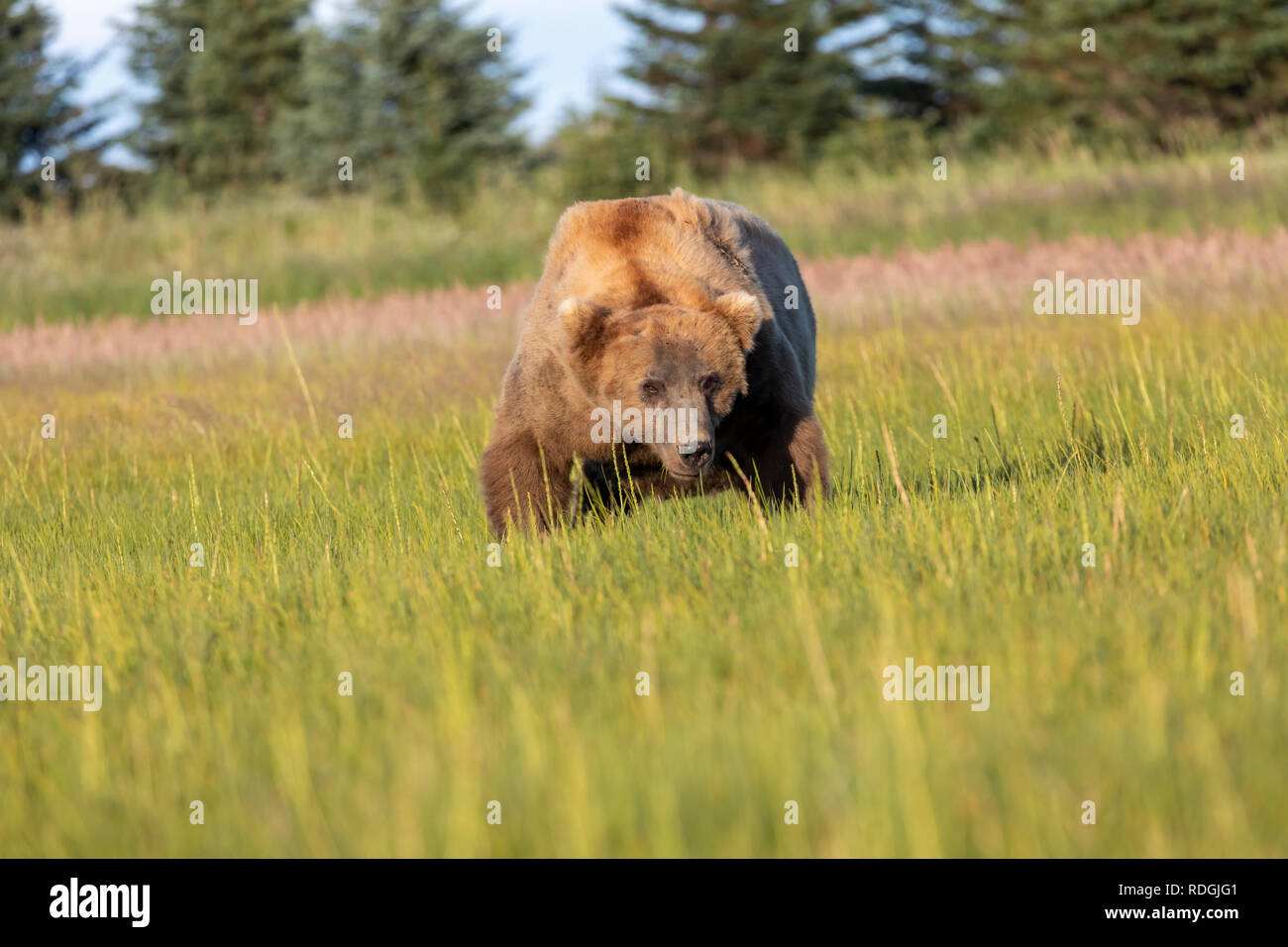 Braunbär (Ursus arctos) männlichen Segge Wohnungen in Lake Clark National Park, Alaska Stockfoto