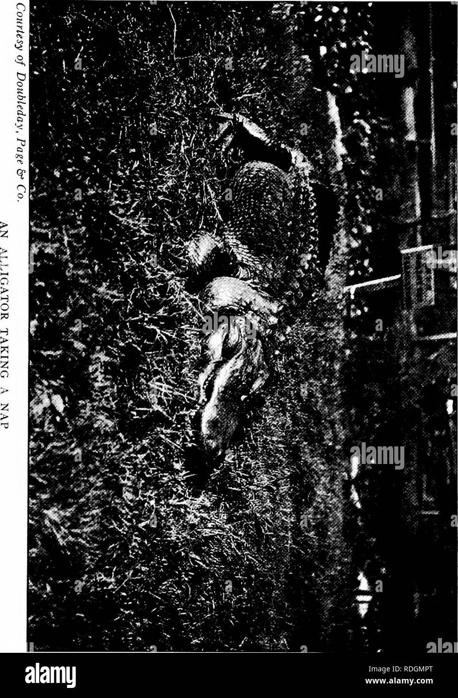 . Die pet-Buch. Haustiere. . Bitte beachten Sie, dass diese Bilder sind von der gescannten Seite Bilder, die digital für die Lesbarkeit verbessert haben mögen - Färbung und Aussehen dieser Abbildungen können nicht perfekt dem Original ähneln. extrahiert. Comstock, Anna Botsford, 1854-1930; Herr, Henry B. ins; Wright, Albert Hazen, 1879-1970 ins; Comstock, Anna Botsford, 1854-1930.ins. Ithaca, N.Y.: Comstock Stockfoto