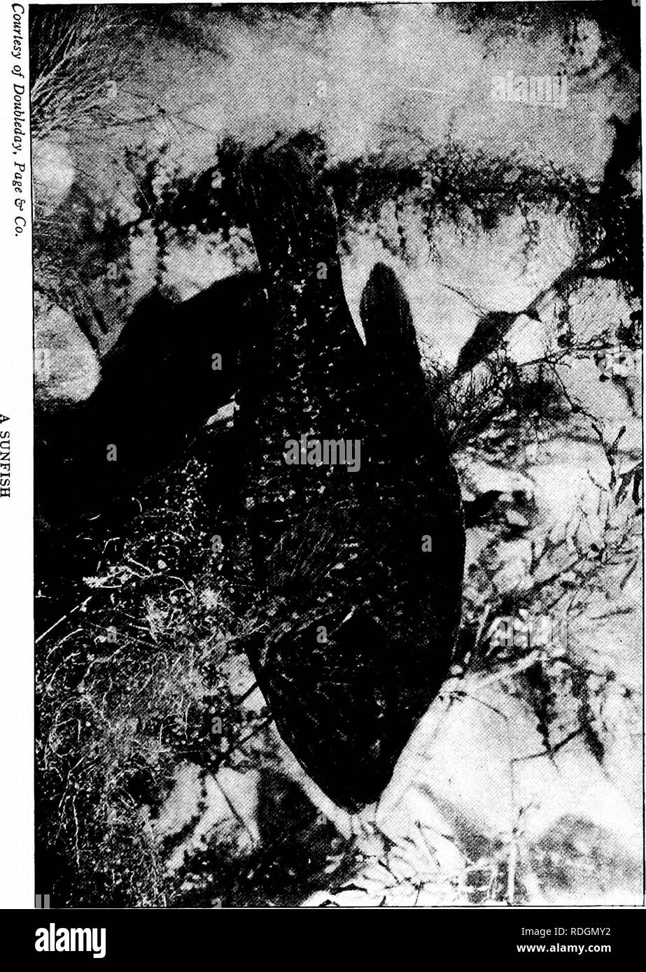 . Die pet-Buch. Haustiere. . Bitte beachten Sie, dass diese Bilder sind von der gescannten Seite Bilder, die digital für die Lesbarkeit verbessert haben mögen - Färbung und Aussehen dieser Abbildungen können nicht perfekt dem Original ähneln. extrahiert. Comstock, Anna Botsford, 1854-1930; Herr, Henry B. ins; Wright, Albert Hazen, 1879-1970 ins; Comstock, Anna Botsford, 1854-1930.ins. Ithaca, N.Y.: Comstock Stockfoto