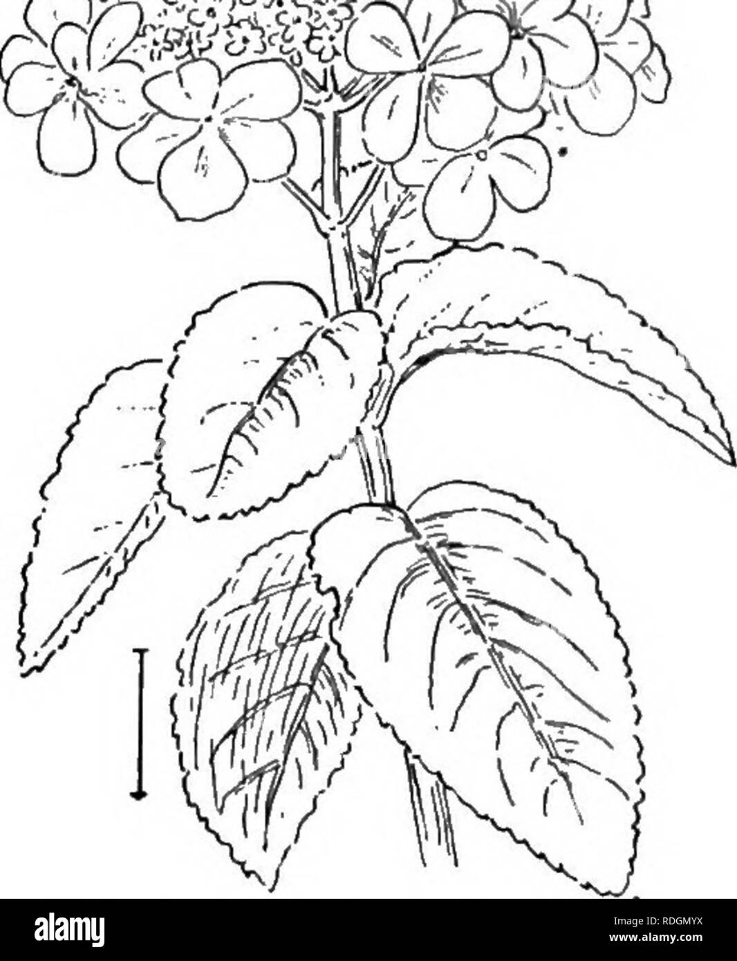 . Ziersträucher der Vereinigten Staaten (Hardy, kultiviert). Sträucher. Schwein. 353. - Japanische Viburnum. Abb. 354. - Chinesische Viburnum. Helle farbige Steinfrüchte, die durch den Winter bleiben; sie haben, bei den meisten Arten, eine dezidiert abgeflachten Stein. Der Schneeball Gruppe sind wie die hortensien (siehe S. 192), dass die Blüten haben vergrößert werden und steril. Die Hortensien haben weiße, rosa, violett, oder helle blaue Blumen; während die Viburnums nur weiß oder cremefarben Blumen haben. Die viburnums blühen früher, alle, die in der Blüte im Mai; während die Hydran - geas nicht zu blühen beginnen vor Juni und einige sp Stockfoto
