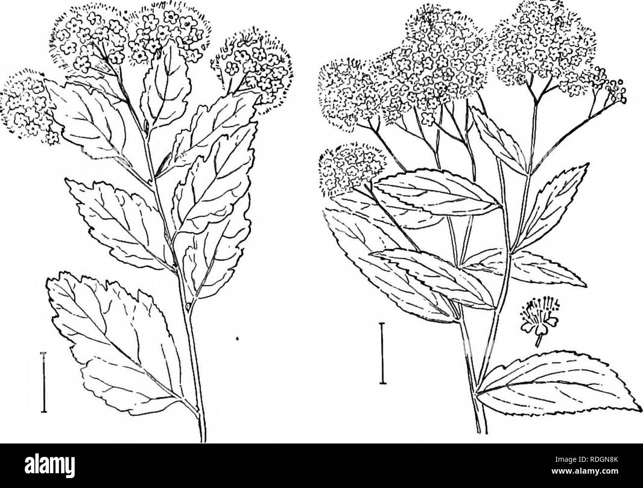 . Ziersträucher der Vereinigten Staaten (Hardy, kultiviert). Sträucher. 152 BESCHREIBUNGEN DER Sträucher. Abb. 228. - Westliche Corymbed Spirea. FiQ. 229. - Der edle Spirea. &Lt;" (,,. Bitte beachten Sie, dass diese Bilder sind von der gescannten Seite Bilder, die digital für die Lesbarkeit verbessert haben mögen - Färbung und Aussehen dieser Abbildungen können nicht perfekt dem Original ähneln. extrahiert. Apgar, A.C. (Austin Craig), 1838-1908; Draycott, Ada (Apgar). New York, Cincinnati [usw.] American Book Company Stockfoto