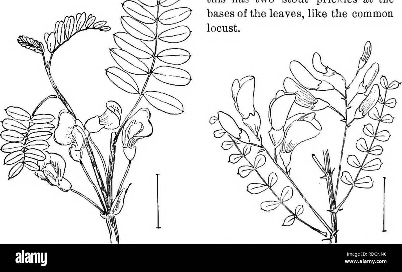 . Ziersträucher der Vereinigten Staaten (Hardy, kultiviert). Sträucher. Abb. hi. - Rose' Akazie." Bild. 142. - Westliche Heuschrecke. Hülsen sind 2 bis 3 Zoll lang und 2 bis 7 - gesät. Western LocnsT (142) - robinie neo-mexicJina - ist ein prickelndes Strauch 5 oder 6 Meter hohen Wi tli rosa Blumen und Zweigen bedeckt mit Drüsen, aber nicht klebrig, Haare; dies hat zwei stout Stacheln an den Unterseiten der Blätter, der ebenso wie die gemeinsame Heuschrecke. St ^. RiG. 143. - Siberian Pea Tr??. Abb. 144. - Sraall Non-blade-Erbse Tre?.. Bitte beachten Sie, dass diese Bilder aus gescannten Seite Bilder, die digital für r erhöht worden sein können extrahiert werden Stockfoto