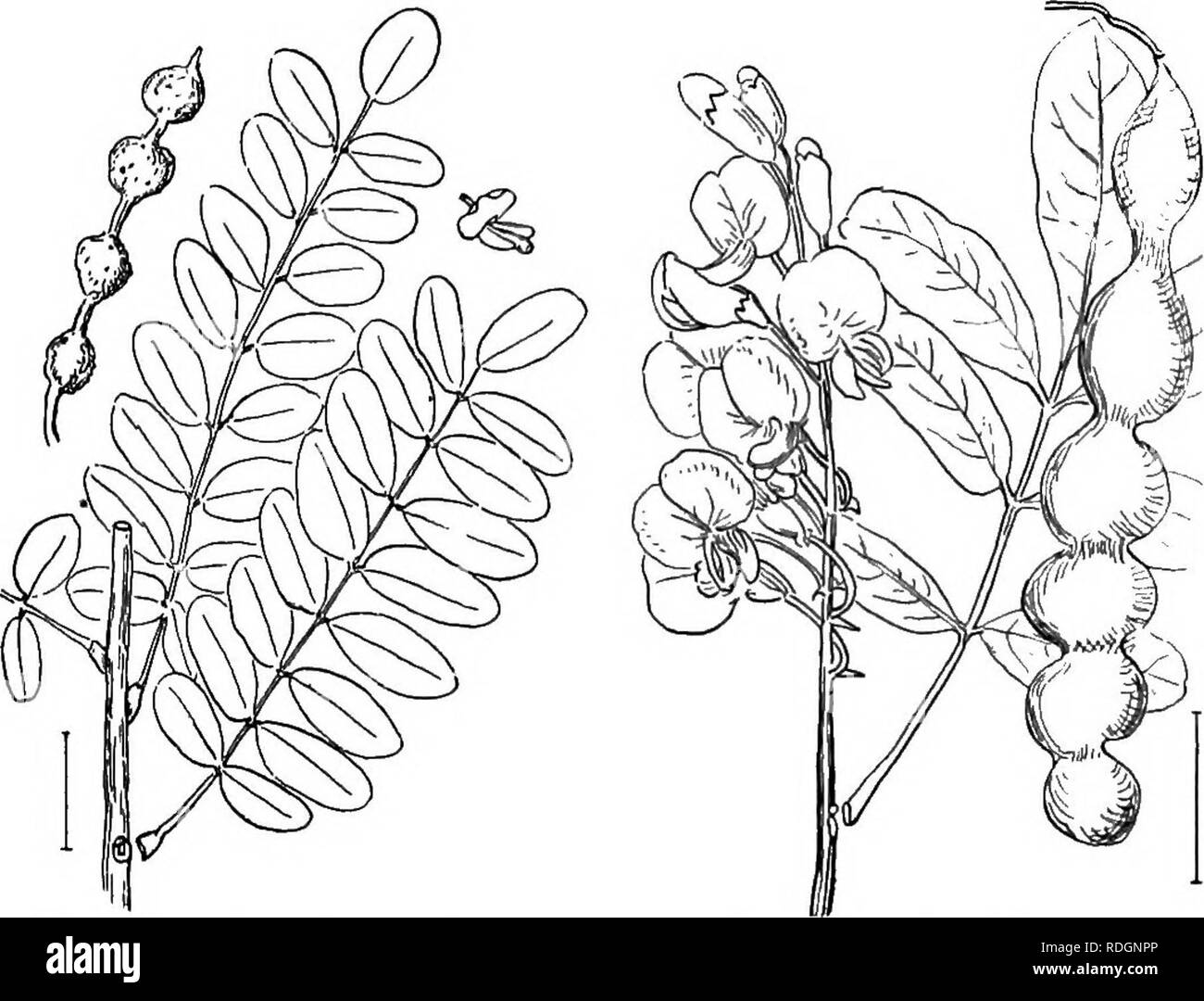 . Ziersträucher der Vereinigten Staaten (Hardy, kultiviert). Sträucher. SOPHORA 111 J. in kleine, leicht behaarte Blätter. Evergreen Sumach (124) - RIius integrifblia. J. in der Größeren und glattere Blätter. Rhus ovita. Sophbra. Die Sophoras Form eine recht große Gruppe von immergrünen und laubabwerfenden Bäume, Sträucher und Kräuter, aber nur wenige von ihnen sind in den Anbau in Nordamerika. Die blätter Alternative sind, odd-Gefiedert, und bei den verschiedenen Tierarten in der Anzahl der Rotorblätter von 5 bis über 50. Die geclusterten weiß, pinkisli, violett oder gelb Erbse - wie Blumen sind bei den meisten Arten weniger als ein Zoll lang, aber in einem Der evergr Stockfoto