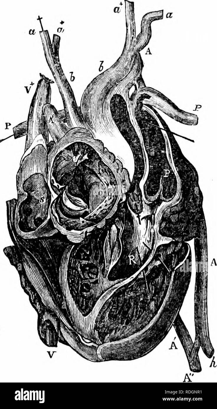 . Auf der Anatomie der Wirbeltiere. Wirbeltiere; Anatomie, Vergleichende; 1866. 339 Struktur der Ventrikel, Etnyji europma. sxxviir. In allen vorstehenden Änderungen der reptilian Herz das venöse Blut aus dem allgemeinen System und der arterialised Blut aus der Lunge werden durch unterschiedliche congelador Stauseen in die Ventrikel, wo, durch die sjoongy Charakter des Gefäßes und der freien Kommunikation zwischen den basalen Räume, in die die Ohrmuscheln öffnen und aus der die Arterien, die das Blut übertragen, in einem mehr oder weniger gemischt, zu den Lungen und zu den Gen übertragen Stockfoto