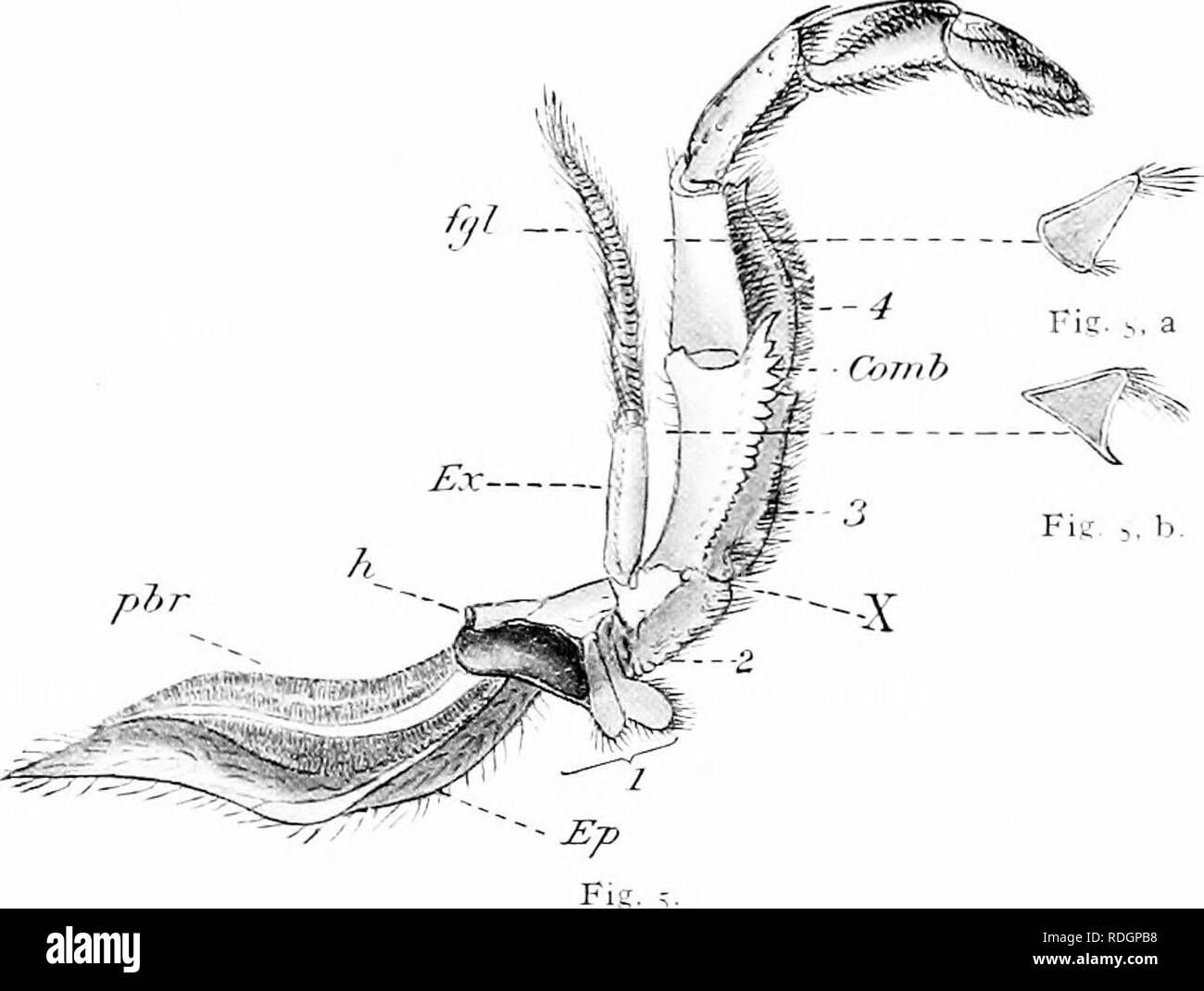 . Natürliche Geschichte der amerikanischen Hummer... Decapoda (Crustacea); Hummer Fischerei. , Ende. Abb. 4, Abb. I. - zuerst links Oberkiefer von Erwachsenen, von der Innenseite. Abb. 2. Linke zweite oberkiefer. Ex-, EP- und exopodital epipodital Abteilungen der Atemwege Ventilator oder scaphognathite. r, 2, teilweise unterteilt Platten von protopodite geändert beim Zerkleinern. Abb. 3.- Die ersten maxilliped. / Wenn, Falten von epipodite, Trog, in dem innere Klinge der Lüfter (Abb. ^^, Ep) W^Orks. Abb. 4. Linke zweite maxilliped, die dritte gemeinsame (i) und rudimentäre podobranch abgesichert. Abb. 5 - linke Drittel maxilliped, die Art der Pr Stockfoto