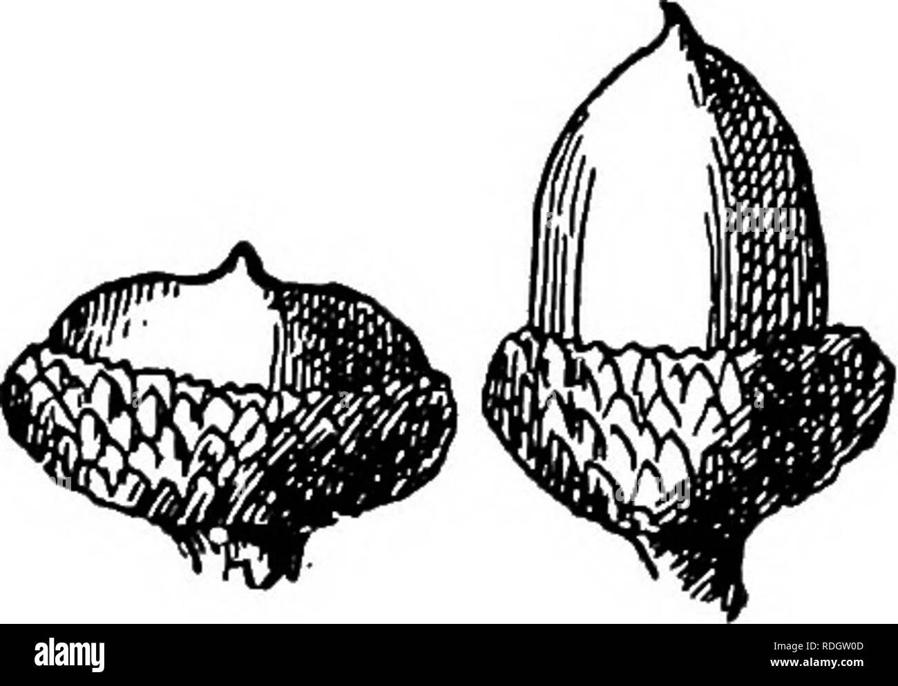 . Unsere einheimischen Bäume und wie sie zu identifizieren; ein beliebter Studie über ihre Gewohnheiten und ihre Besonderheiten. Bäume. Eiche Familie Holz.-Hellbraun; Hart, stark. Winter Knospen. - Dunkles Kastanienbraun, eiförmig, stumpf, ein Achtel eines Zoll lang. Verlässt. - Alternative, zwei bis fünf Zentimeter lang, eine und eine halbe bis zwei und einen halben Zentimeter breit, an der Basis keilförmig geformt, in der Regel 5-lappig, manchmal 3, manchmal 7-flügeligen; jedes Lappens Borste - gespitzt; Nebenhöhlen breit und flach; Form der Lappen variable. Sie kommen aus der Knospe gewickelten, matt Rot und beschichtet mit tomentum, wenn die Hälfte gewachsen sind blass grün; wenn fu Stockfoto