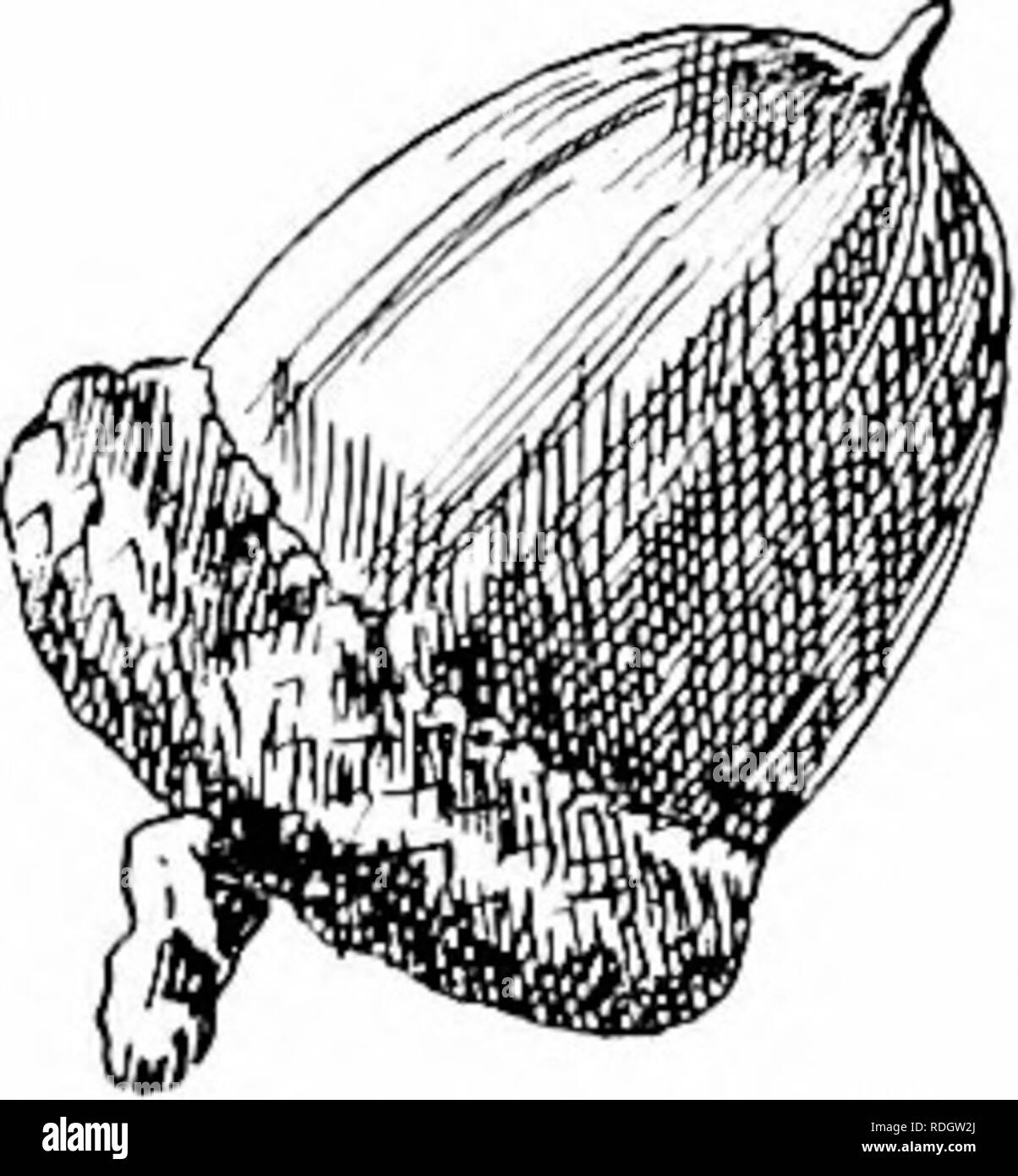 . Unsere einheimischen Bäume und wie sie zu identifizieren; ein beliebter Studie über ihre Gewohnheiten und ihre Besonderheiten. Bäume. Eiche Familie reifen Thema Frühling und Herbst Tönungen wird mehr und mehr interessant, da es mehr sorgfältig studiert. Es ist jetzt gut verstanden, dass der Frost nicht ist ein Faktor, der das Problem und dass beide Frühjahr und Herbst Farben ergeben sich aus Veränderungen im Charakter der Chlorophyll; die eine bei der Chlor-phyll noch nicht ausgereift ist und die anderen, wenn es stirbt. Die eicheln sind charakteristisch, und niemals verwechselt werden. Sie sind die Größten von allen Eiche der Biennale Gruppe getragen, ein Stockfoto