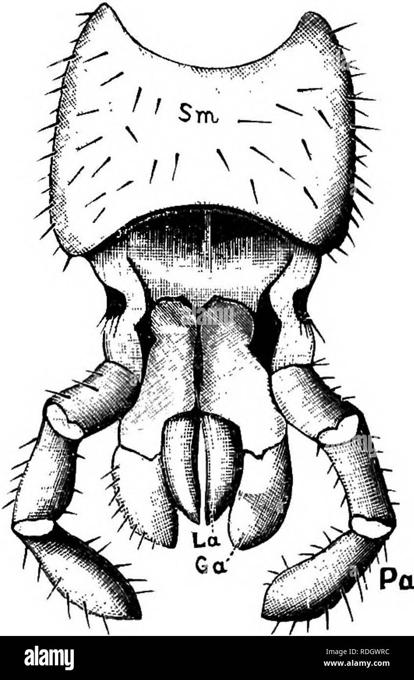 . Schädliche und nützliche Insekten; eine Einführung in das Studium der ökonomischen Entomologie. Insekten; nützliche Insekten und Schädlinge. 14 schädliche und nützliche Insekten. Der Balsam sollte sein, gerade genug, um ordentlich zu füllen den Raum unter der Abdeckung. Wenn zu wenig verwendet wurde, kann anschließend durch Berühren mit einem Glasstab in Balsam einer der Winkel, in dem der Balsam tritt zurück von der Kante der Abdeckung Scheinwerfer hinzugefügt werden. Alle kleinen über Balsam kann entfernt werden, wenn Pro-fectly Trocken - d. h. nach einigen Wochen oder Monaten. Wenn es einen erheblichen Überschuss, Re - das Stück montieren. Versuchen Sie nicht, den Ba zu erzwingen Stockfoto