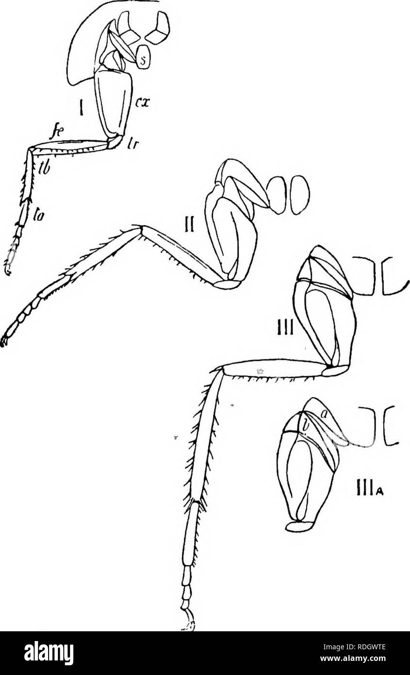 . Schädliche und nützliche Insekten; eine Einführung in das Studium der ökonomischen Entomologie. Insekten; nützliche Insekten und Schädlinge. 8 Schädliche und nützliche Insekten über dem Hals; die mittleren thorakalen Segment oder mesothorax, trägt die Flügel - bedeckt, die in der männlichen Kakerlake zu erreichen. Abb. 5. - Die drei thorakale Beine eines weiblichen Kakerlake. I.S, Brustbein; Cyf, coxa;/r, trochanter; y?, Femur, Tibia, ^^j/a, tarsus. In IIlA die Coxa wird entführt, und die Gelenke ein (epi - brustbein) und l&gt; leicht getrennt. des Fünften abdominal Segment; sie sind verkümmert in der weiblichen. Die hinterflügel thorakalen Segment oder xneta Stockfoto