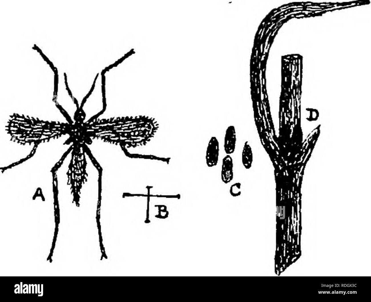 . Die Krankheiten von Kulturpflanzen und deren Abhilfe: ein Handbuch der wirtschaftlichen Biologie für Landwirte und Studenten. Pflanzenkrankheiten. GEAMINEOUS CBOPS. Kranke ratus zu einer sehr ernsthaften Ausmaß. . Die Motte ist etwa drei Viertel eines Zoll in der Verbreitung der Vorderflügel, die von hellem grau mit dunkleren quer Markierungen; die Flügel sind bemerkenswert für ihre weißliche halb-Transparenz, mit einem dunkleren Linie vom Punkt entlang eines Teils der vorderen Kante. Die Larven, wenn fuU gewachsen, sind ungefähr fünf Achtel der einen Zoll lang; eine palish Fleisch - Farbe, heller, wenn ältere, Staats- und Regierungschefs eine gelblich-braune Farbe." Ich Stockfoto