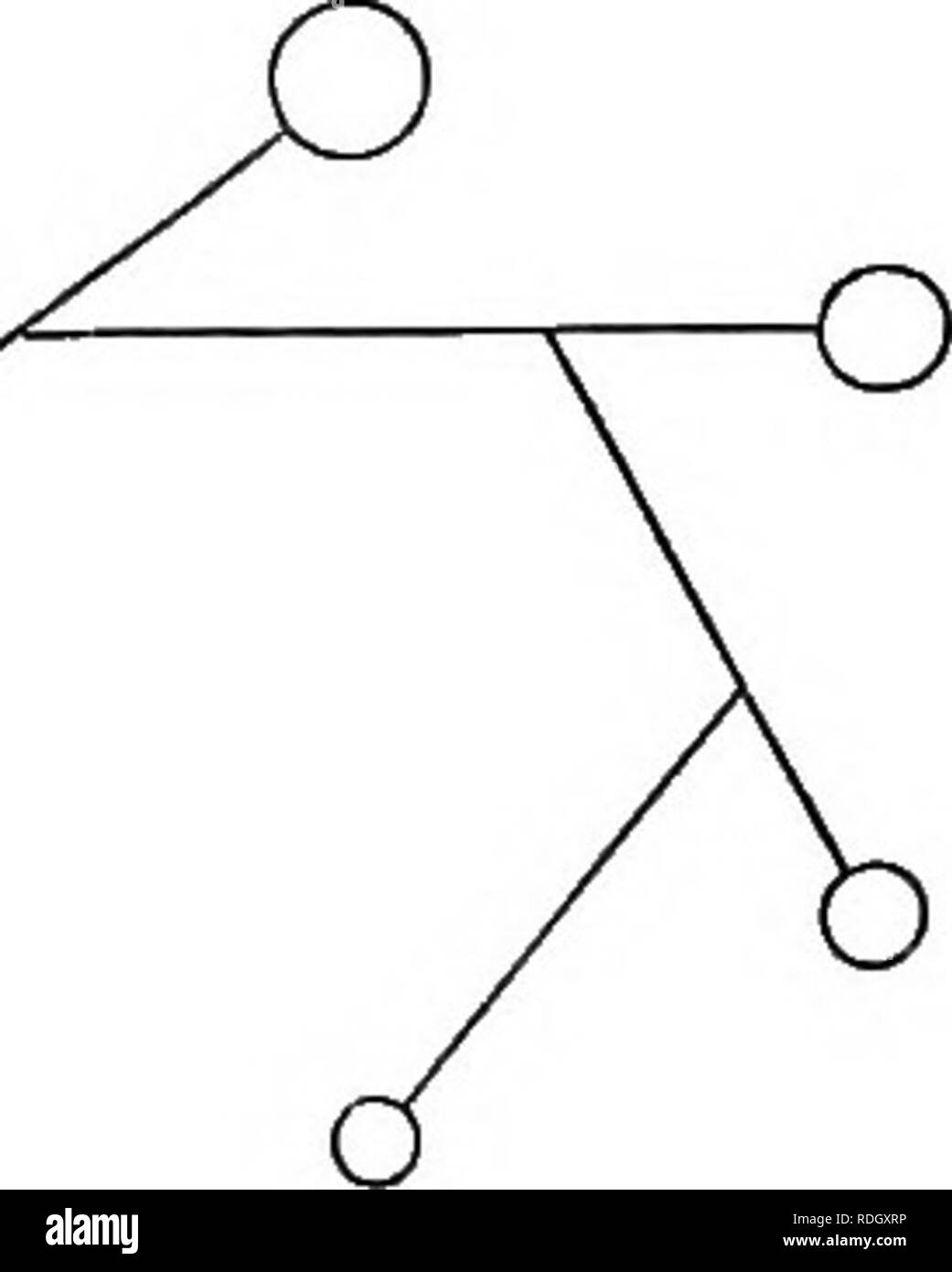 . Eine elementare Lehrbuch der Botanik, für die Verwendung von japanischen Studenten. Botanik. Definitive Blütenstand Fio. 105. Einfache Blütenstand. Pleiochasial Cyme. Falsche Baceme. o. Fia. 105. âFalse raceme. Alle Arten von blütenstand sind in der folgenden Tabelle dargestellt. Ich unbestimmte Blütenstand Blütenstand aufsteigend Einfl (Raceme. Spike. (Dolde. Definitive Blütenstand â Zentripetale Einfl. -. ICapitulum. Einfache Blütenstand. Pleiochasial Cyme. - Falsche Baceme.. Bitte beachten Sie, dass diese Bilder aus gescannten Seite Bilder, die digital für die Lesbarkeit verbessert haben mögen - Färbung und extrahiert werden Stockfoto