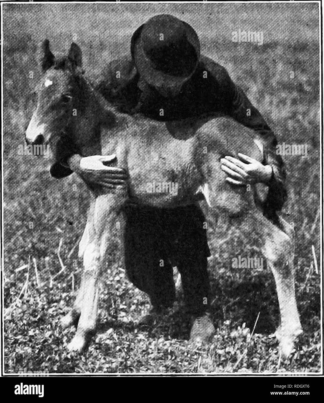 . Handbuch der Bauernhof Tiere; ein praktischer Leitfaden für die Auswahl, Zucht, und von Pferden, Rindern, Schafen und Schweinen. Tier Industrie; Pferde; Rinder, Schafe und Schweine. 134 HANDBUCH DER TIERE machen den Fehler, zu versuchen, den Colt zu einer Zeit, zu viel zu lehren; er sollte jede Lektion gründlich verstehen, bevor ein zweiter versucht wird. Auf der anderen Seite, colte sollte Con-stetig von Tag zu Tag bearbeitet werden und nicht einfach nur auf die Bequemlichkeit der Trainer. Der Trainer sollte leicht sein und fest zu allen Zeiten und gehen Sie durch, mit was auch immer versucht wird. Ausbildung in den Halter. - Das Fohlen sollte sehr gelehrt werden e Stockfoto