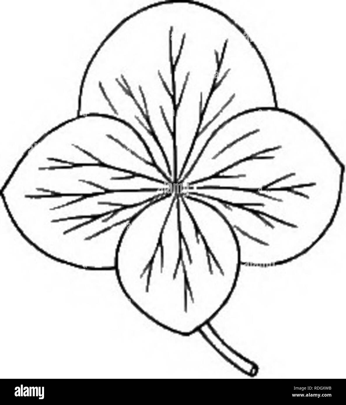 . Eine elementare Lehrbuch der Botanik, für die Verwendung von japanischen Studenten. Botanik. 74 MORPHOLOGISCHEN BOTANIK. Wollen, wie die Gebiete in äußerster Blumen des Yagurumagiku Abb. 97. (Centaurea) und Cycmus Ajisai (Hy-drangea Hortensis, div. Azisai) (Abb. 97). Die Blumen, die sowohl Essentia] Organe besitzen, sind sagte Bisexuell oder Zwittrig sein; solche, bei denen nur eine ist vorhanden sind Eingeschlechtlich oder Diclinous; und die Bild. 97.-Neutral, besitzen weder andrcecium noch Blume des Ajisai (Hydrangea hortensis, gyncecium sind Neutral. Var. Azisai). Tr/Bisexual Blume. Arten von Blumen nach thei Stockfoto