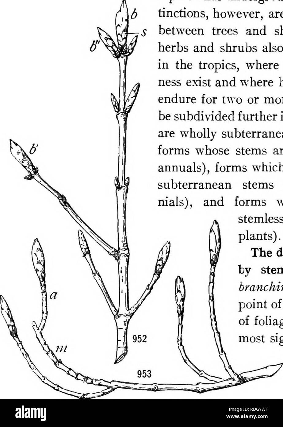 . Ein Lehrbuch der Botanik für Hochschulen und Universitäten ... Botanik. 646 ÖKOLOGIE Woody, mehrjährig Stammzellen, die in der Regel mit einer einzigen primären Trunk; eine shruh besitzt einen ähnlichen, aber kleineren Stamm, der in der Regel eine Anzahl von etwa gleich schießt auf oder in der Nähe der Basis, die mth; ein Kraut ist nicht Con-spicuously Woody und hat in der Regel eine jährliche Antenne Stammzellen und oft auch eine mehrjährige U-Schaft. Diese dis-tinctions sind jedoch willkürlich, Abstufungen zwischen Bäumen und Sträuchern, gemeinsame; Kräuter und Sträucher intergrade hinaus, vor allem in den Tropen, wo alle Grade der Woodi-ness existieren und wo herbaceou Stockfoto