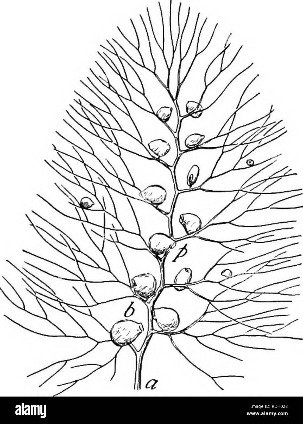 . Ein Lehrbuch der Botanik für Hochschulen und Universitäten ... Botanik. Blätter 619 Sekretion der Enzyme und der Verdauung von tierischen Lebensmitteln. Blasen kann in der Börsengang der Anlage unterstützen, obwohl in einer solchen Rolle der Aal-trap Strukturen keine Bedeutung haben kann; Es kann angemerkt werden, dass Blasen auftreten, wenn auch weniger reichlich, in Land Art. Möglicherweise den Blasen haben keine Rolle von Bedeutung. Insekten werden durch zähflüssige Sekrete statt auf die Stängel von Silene antirrhina (daher catchfly" genannt), und sind im Wasser ertrunken - mit Blatt Tassen Silphion perfoliatum und Dip-sacus Abies, jedoch bei keinem der Stockfoto