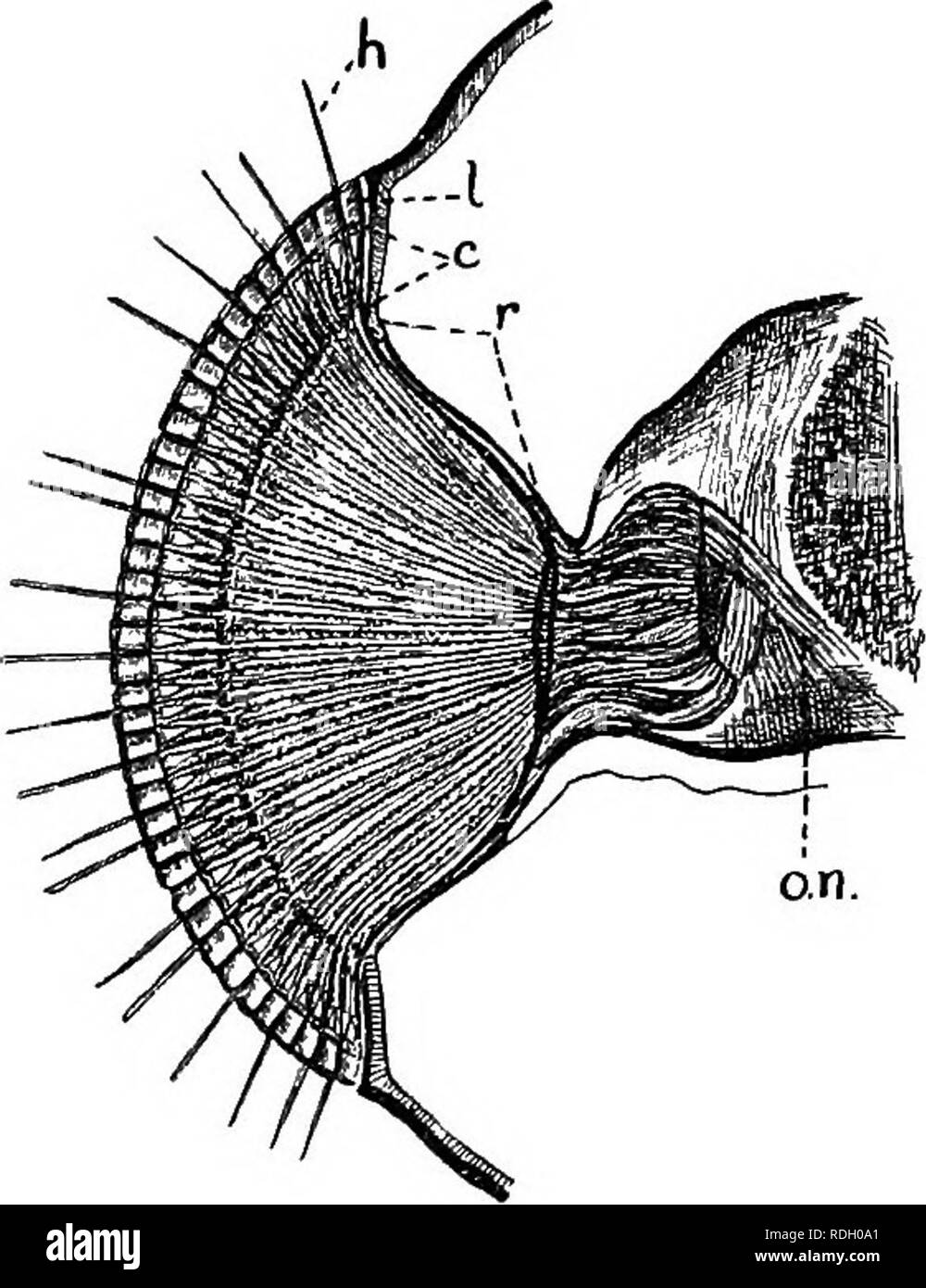 . Eine Einführung in die Zoologie, mit Anweisungen für die praktische Arbeit (Wirbellose). Abb. 1.39. - Der Unterkiefer, Maxillae, und Schamlippen einer Kakerlake. Mnd, Unterkiefer; a&amp; hat sich von einem 'b' entfernt worden; mx, Maxilla; TtixUs, maxillaris Lappen; mx. palp, maxillaris palp; m, mentum Lager der labialen palp, Lp, und die Schamlippen, Lb. Die zentrale Lobe der Schamlippen, die lingua, können schwach gesehen werden. Labiale palps, und daran befestigt ist eine zentrale LOBE als Lingua oder Zunge bekannt. In verschiedenen Insekten, mit unterschiedlichen Ernährungsgewohnheiten, diese verschiedenen Mund - Teile werden können - sind modifiziert das Essen in jedem Fall zu entsprechen, aber Al Stockfoto