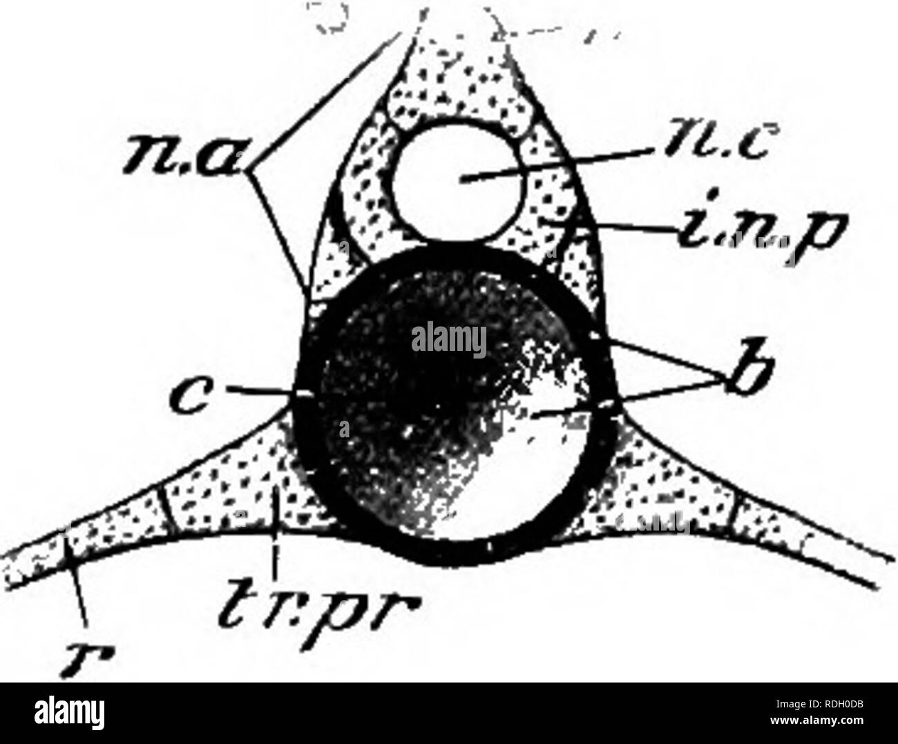 . Eine elementare praktische Zoologie. Zoologie. nic. ,/Crfi&gt; r^^ Pn. p Ti. a. Bitte beachten Sie, dass diese Bilder sind von der gescannten Seite Bilder, die digital für die Lesbarkeit verbessert haben mögen - Färbung und Aussehen dieser Abbildungen können nicht perfekt dem Original ähneln. extrahiert. Parker, T. Jeffery (Thomas Jeffery), 1850-1897; Parker, William Newton, gemeinsamen Thema. London, Macmillan und Co., Limited, New York, Macmillan Company Stockfoto