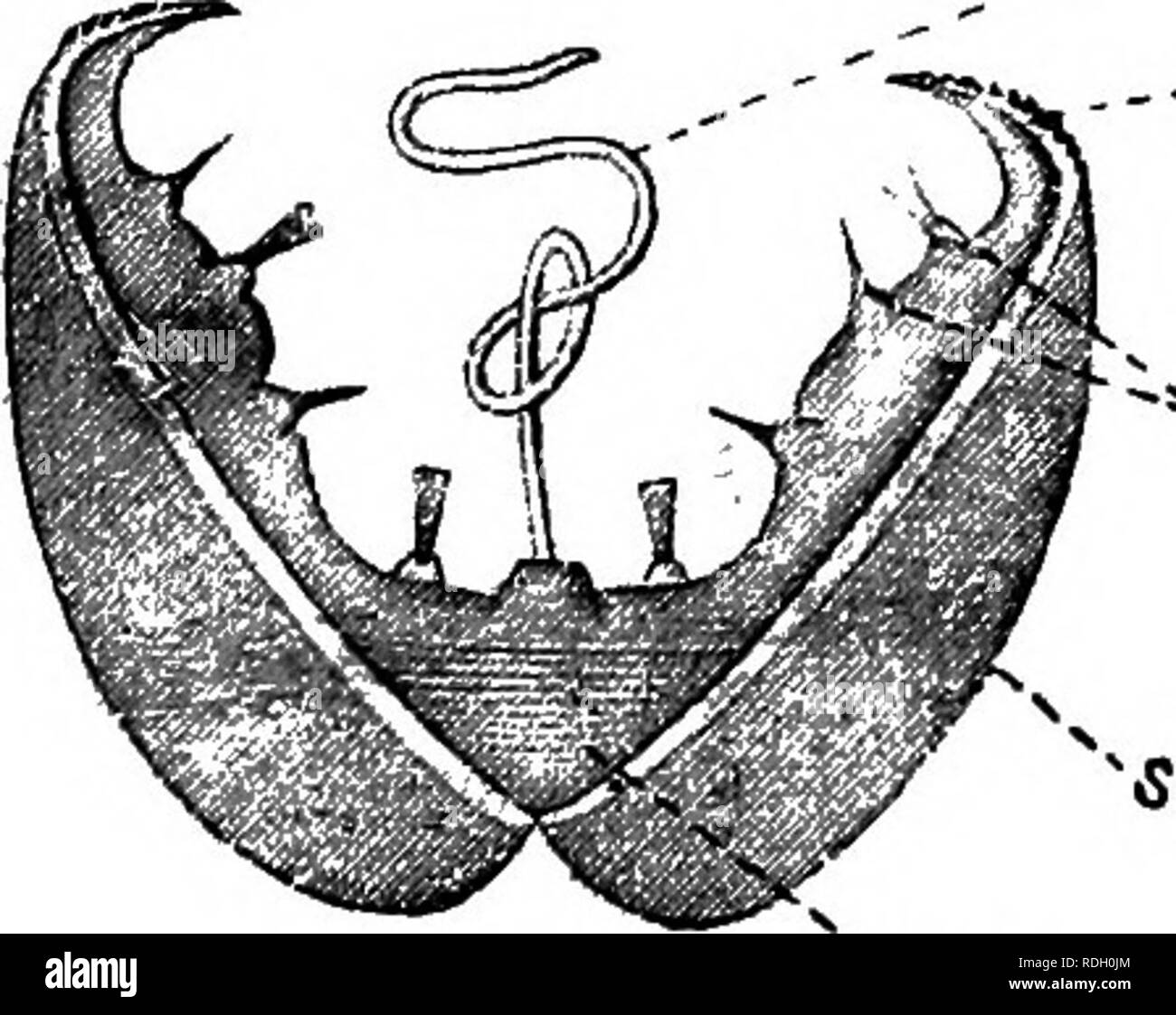 Eine Elementare Praktische Zoologie Zoologie B J Sh So M A A Sm A Abb 97 Erweiterte Embryo Von Anodonta Im Ei Eingeschlossen Membrane K Kostenfreie Larve Oder