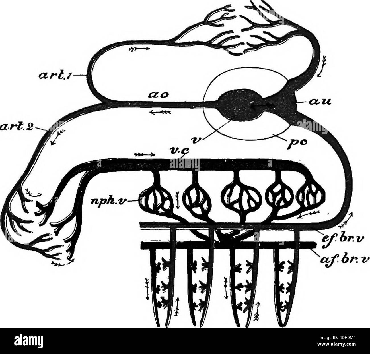 . Eine elementare praktische Zoologie. Zoologie. VII NERVENSYSTEM 393 viszeralen Masse mit dem Fuß: Die beiden Pedal Ganglien sind so eng verbunden wie eine einzige bilobed Masse zu bilden. Von jedem cerebro-pleural Ganglion es weiter geht eine lange cerebro-viszerale Bindegewebe, die direkt nach hinten verläuft über die Niere und endet in einer viszeralen Ganglion (Abbn. 93 und 95. Abb. 96,- Diagramm des Kreislaufsystems von Anodonta. Das Blut aus den Öhrchen iau) wird durch die Ventrikel gepumpt in die Aorta iflo (z")) und von dort auf den Mantel {Ari^.) und an den Körper allgemein Stockfoto