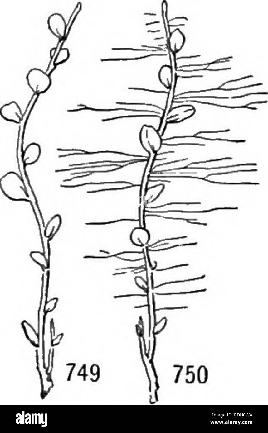 . Ein Lehrbuch der Botanik für Hochschulen und Universitäten ... Botanik. Form als in root Haare, und (2) Die beobachteten Anstieg der farbigen Flüssigkeiten und die Kristallisation innerhalb der rhizoids des Marchantiaceae des absorbierten Salze (als Berliner Blau). Der besondere Vorteil der Peg rhizoids, obwohl viel diskutiert, ist nicht bekannt. Moss rhizoids. - Struktur und Lebensraum Variation. - Moos rhizoids Allgemein sind bräunlich, verzweigte, vielzelligen Zelle Filamente mit schrägen Kreuz Wände. Sie haben oftmals eine rootlike Aspekt, auf Grund einer starken, zentralen Stamm mit kleinen, seitlichen Verzweigungen (Abbn. 747, 748). Einige Moose (wie Stockfoto