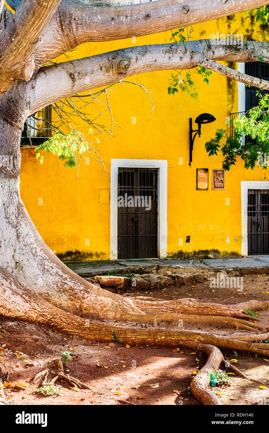 Gelbe Straßen Fassaden von Izamal, genannt die "Gelbe Stadt', mit einer Statue und ein großer Baum, in Yucatan, Mexiko Stockfoto
