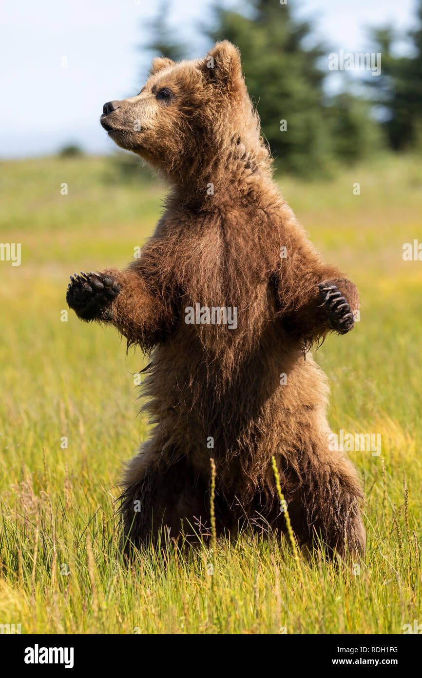 Braunbär (Ursus arctos) zweite Jahr cub stehend, auf Gefahr in Lake Clark National Park, Alaska Stockfoto