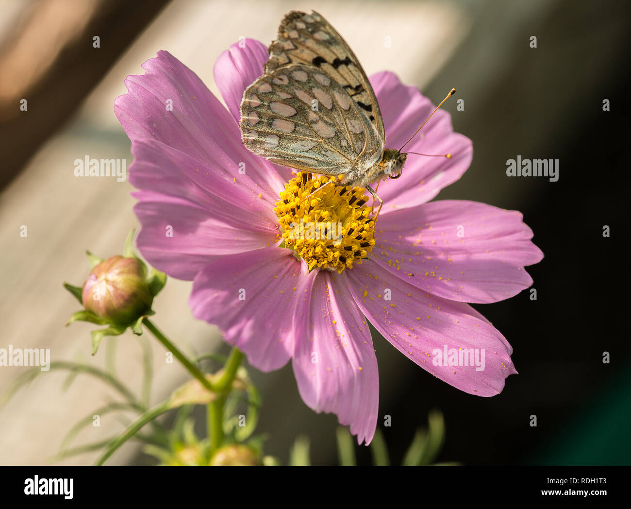 Fritillary auf eine Mamma Stockfoto