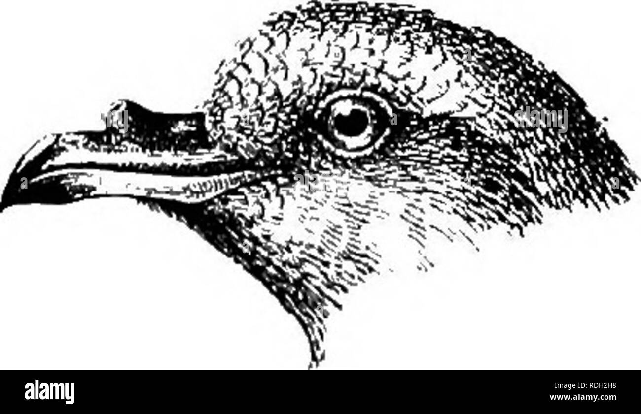 . Die Vögel von Südafrika. Vögel. OCEANITIDiE OCBANITES 459 778. Oceanites Oceanicus. Wilson's Petrel. Proeellaria oceanica, KuJil, Beiti: s. 186 (1820); Gurney, in Anders - der Sohn B. Damaral. S. 351 (1872). Proeellaria wilsoni, Bp., Journ. Acad. Phil, iii, S.231, Pi. 9 (1823). Thalassidroma wilsoni, Grill, K. Vet. AJcad. Handl. II, Nr. 10, S. 57 (1858); Laijard, B.S., Afr. S. 359 (1867). Oceanites Oceanicus. Kommode, B. Warenverkehrsbescheinigung EUR.viii, s. 505 pi. 614 (1878); Shai-pe, hrsg. Lazjard's B.8. Afr. S. 763 (1884); Swinburne, Proc. E. in der Phys. 8 Oc. Edin. ix, S. 197 (1886); Salvin, Kat. B.M. XXV, S. 358 (189 Stockfoto