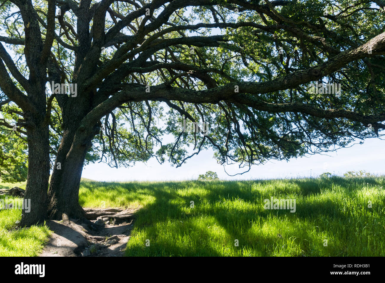 Große Eiche Baum Schatten spenden, Sunol regionale Wildnis, San Francisco Bay Area, Kalifornien Stockfoto