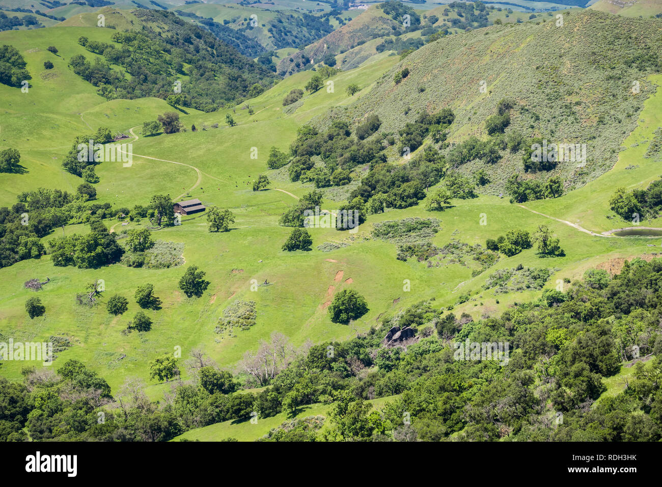 Grüne Hügel und Täler, Rinder grasen und alten Bauernhof, Sunol regionale Wildnis, San Francisco Bay Area, Kalifornien Stockfoto