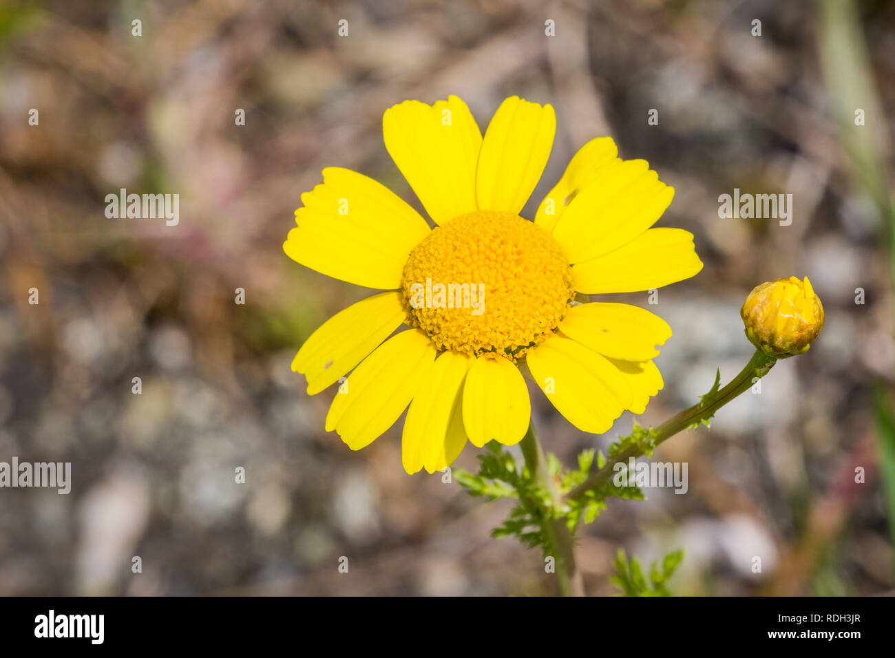 Nahaufnahme von Mais Ringelblume (Glebionis segetum) blühen in der San Francisco Bay Area, Kalifornien Stockfoto