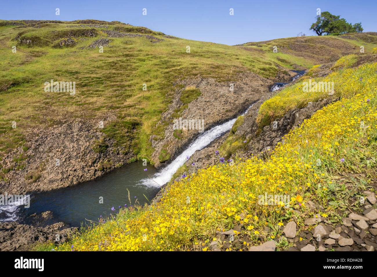 Goldfield Wildblumen auf den Hügeln von Norden Tafelberg, schnell fließenden Bach im Hintergrund, Oroville, Kalifornien Stockfoto