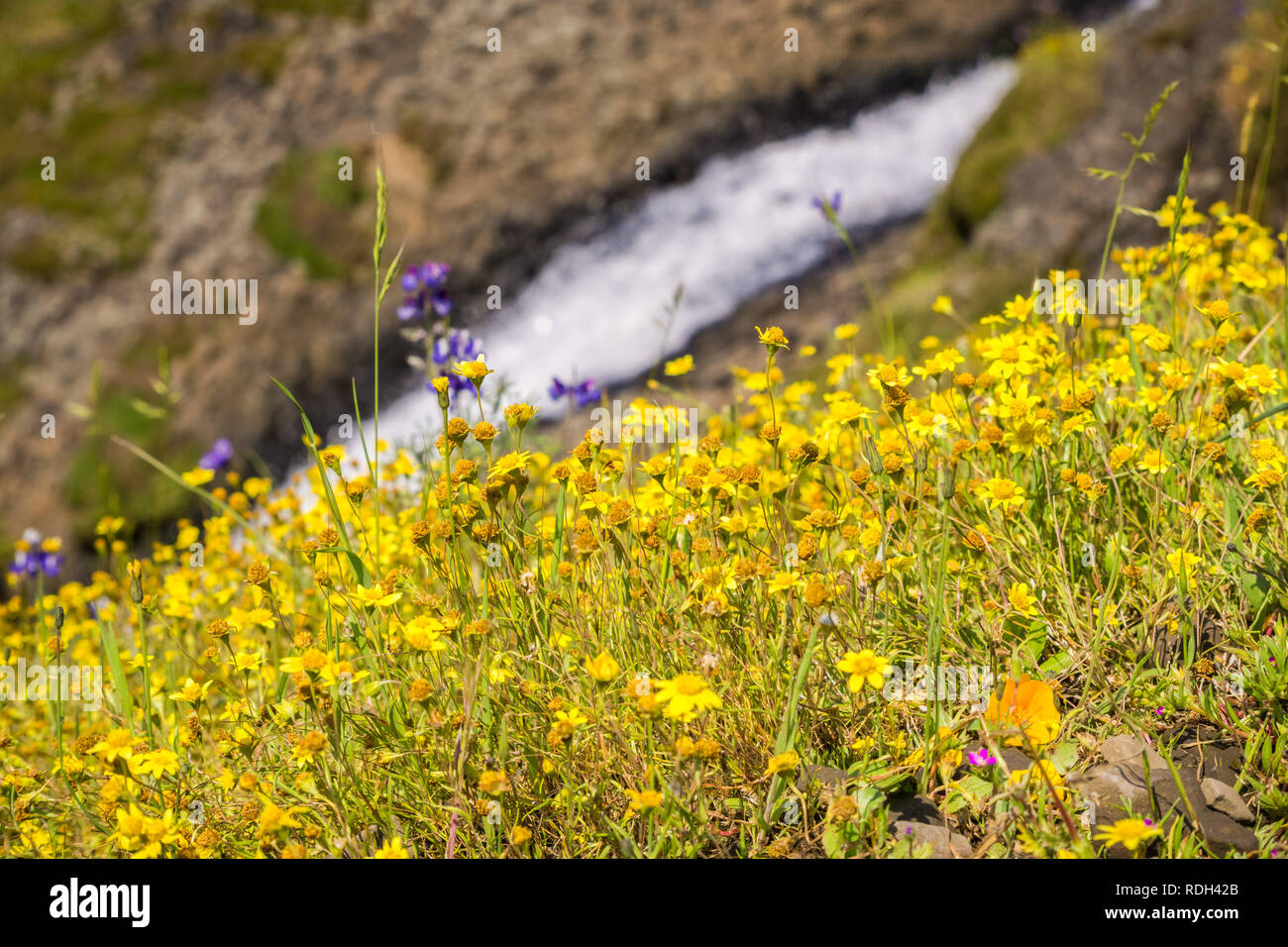 Goldfield Wildblumen auf den Hügeln von Norden Tafelberg, schnell fließenden Bach im Hintergrund, Oroville, Kalifornien Stockfoto
