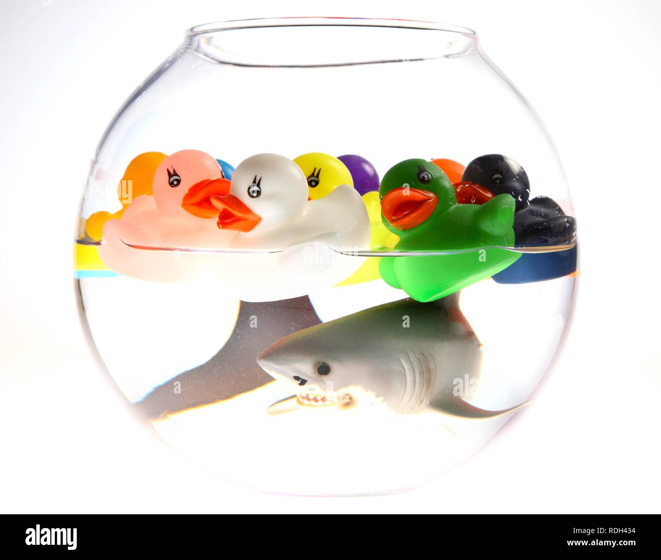 Wasserspielzeug, viele Gummienten und ein Hai schwimmt in einem Goldfischglas, Illustration, symbolische Bild Stockfoto