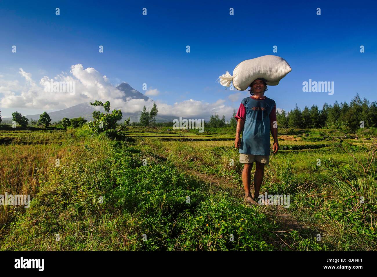 Mann mit Sack Reis auf seinem Kopf vor dem Vulkan Mayon, Legazpi, Southern Luzon, Philippinen Stockfoto