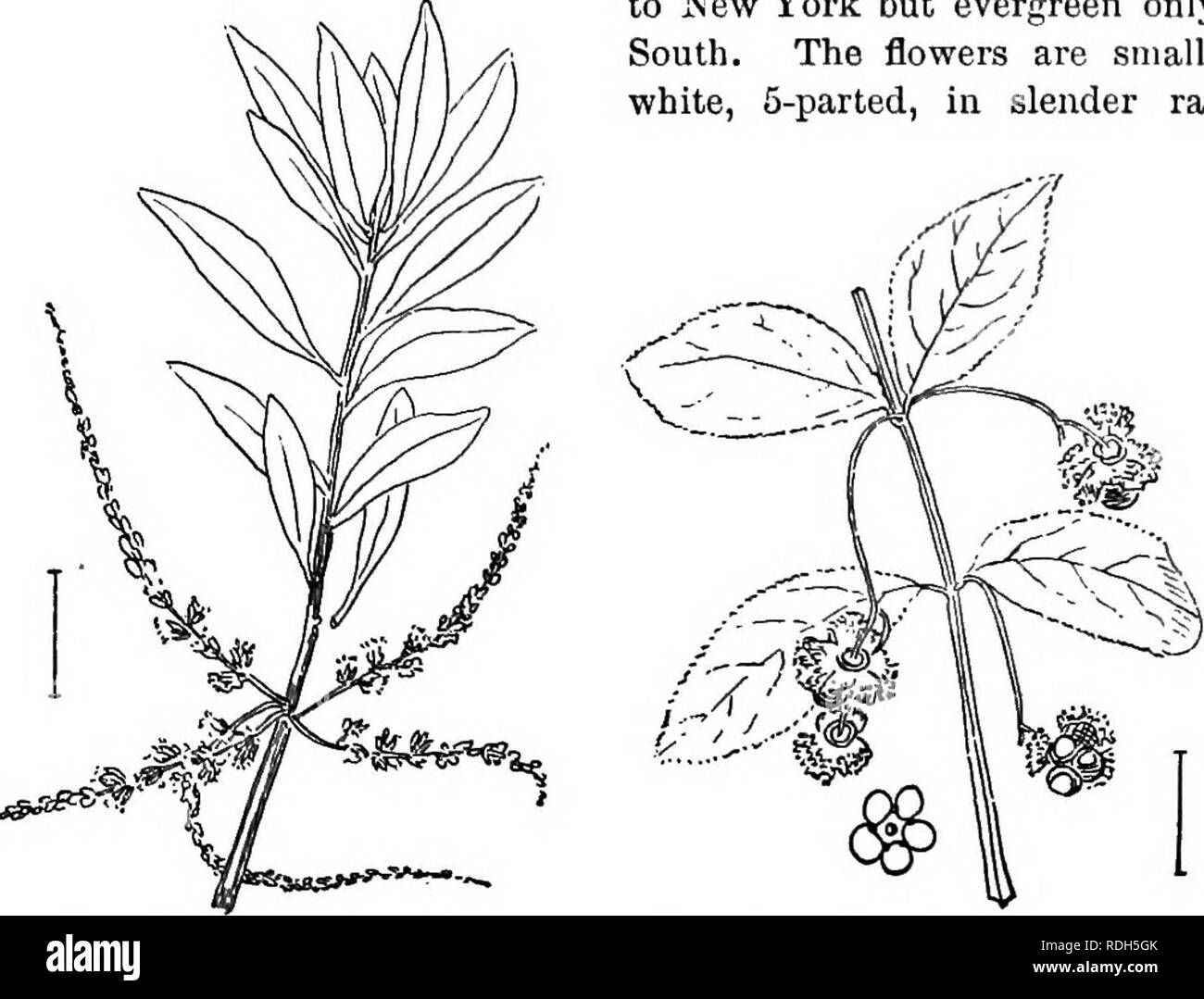 . Ziersträucher der Vereinigten Staaten (Hardy, kultiviert). Sträucher. CYRILLA RACEMIFLORA 89 * Laub Laub; Frucht rot oder orange-rote Stiele J Zoll oder weniger lang. (P) S. Blätter clustered auf kurze Seite Sporen; Beeren | Zoll; hardy Sträucher oder Bäume bis 30 oder 40 Meter. (G.) G. Blätter möglichst außerhalb der Mitte, IJ-3 Zoll lang, dunkel vor, blass unter. Sumpf Holly (72). - Ilex decldua. G. Blätter voidest Belov? Die Mitte, 2-6 cm lang, stark Ser-Tarif. Großblättrige Stechpalme (7-3) - Ilex montlcola. S. Blätter Alternative und nicht in Clustern; Beeren aber J indh oder weniger. (H.) H. Beeren über J I Stockfoto