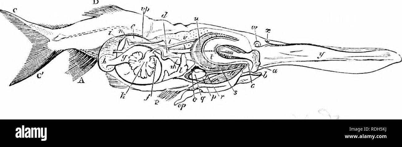 . Auf der Anatomie der Wirbeltiere. Wirbeltiere; Anatomie, Vergleichende; 1866. 410 ANATOMIE DER WIRBELTIERE. denticles und Sieb - wie Platten oder Prozesse, Abb. 85, 6?, der Eintrag von Essen in die Zwischenräume der Kiemen zu verhindern, und die Branchial 276. Verdauungsorgane in situ, Planirostra. , V t'^; •-- Steckdosen sind durch Ventile, die gegenseitig das Aufstoßen der Atemwege streams zurück in den Mund verhindern bewacht. Die notwendige Zusammenarbeit der Backen mit der hyoid Bogen in den rhythmischen Bewegungen der Atmung unvereinbar ist mit langwierigen maxillaris zerkleinern; und, dementsprechend, Th Stockfoto . Auf der Anatomie der Wirbeltiere. Wirbeltiere; Anatomie, Vergleichende; 1866. 410 ANATOMIE DER WIRBELTIERE. denticles und Sieb - wie Platten oder Prozesse, Abb. 85, 6?, der Eintrag von Essen in die Zwischenräume der Kiemen zu verhindern, und die Branchial 276. Verdauungsorgane in situ, Planirostra. , V t'^; •-- Steckdosen sind durch Ventile, die gegenseitig das Aufstoßen der Atemwege streams zurück in den Mund verhindern bewacht. Die notwendige Zusammenarbeit der Backen mit der hyoid Bogen in den rhythmischen Bewegungen der Atmung unvereinbar ist mit langwierigen maxillaris zerkleinern; und, dementsprechend, Th Stockfoto
