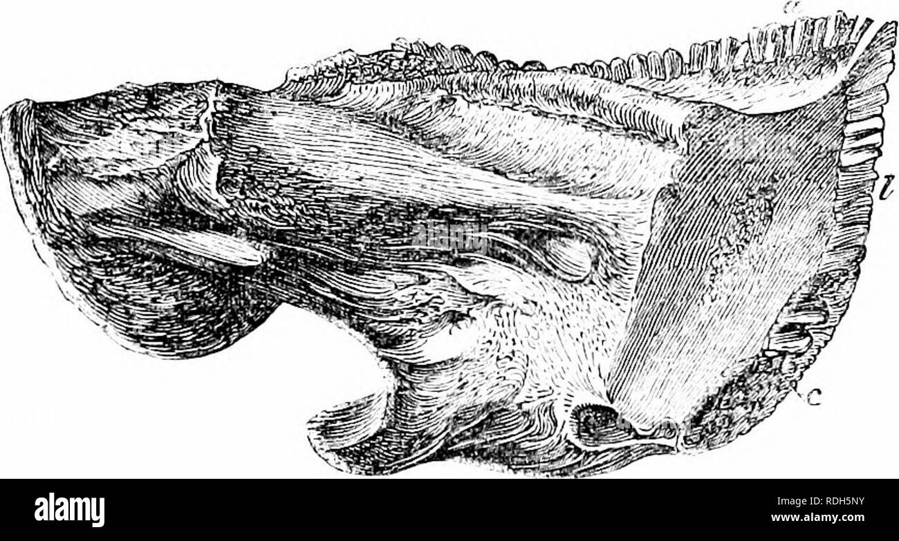 . Auf der Anatomie der Wirbeltiere. Wirbeltiere; Anatomie, Vergleichende; 1866. Zähne DES ELSUE;: 373 1) C zitiert, neben tlic nasale Zähne des Lepidoshcn, Abb. 251, e und die Okzipitalen tlie alveolus von Karpfen und Tencli, Abb. 250, den marginalen Alveolen der verlängerten, niedergedrückt, gut Verknöchert Tribüne des Sah-Fisch (PHstls, Abb. 65). Im I.. ampreys, Abb. 1.38 und in einer knöchernen Hcloxtuniiift (Fisch), die meisten t&gt;f attaclied tlie Zähne auf die Lippen. Schließlich ist es eigenartig Tlic Klasse/- "/. Sieht, unter einem^ crte-hrates, bieten Beispiele für Zähne verst]&gt;", "^Mittellinie o ed Stockfoto