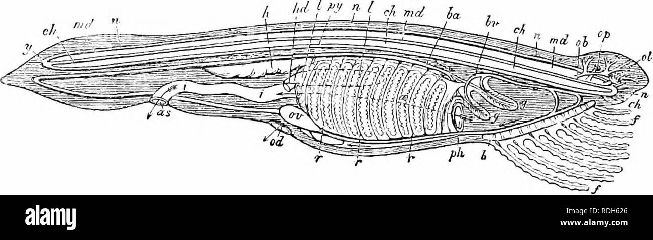 . Auf der Anatomie der Wirbeltiere. Wirbeltiere; Anatomie, Vergleichende; 1866. Ncr "iins fltiros; aus n sitft. oder irrey Nerv i.e. Tlic 0; iir. ccvrr, A, llbre lösen sich iiitu tll: iritice. Li, ein Iiin-e duubied auf itseif, sliowinff cbanicter tlie abgeflacht. C, zwei Fasern liegen in juxtaposi-, a, a, o, Kerne, c, eine nukleare Faser{Kerii/aser). d, a Ubrilla. die Paare, und erscheinen als einfache Akkorde, Bild zu kommen. 170. Sie perforieren Die memljranous neuronale Kanal, und das inter-muskuläre Septen begleiten, Aufteilung in zwei wesentlichen Bereichen - einer auf die neuronale oder dorsale, der andere mit der hajmal oder Stockfoto