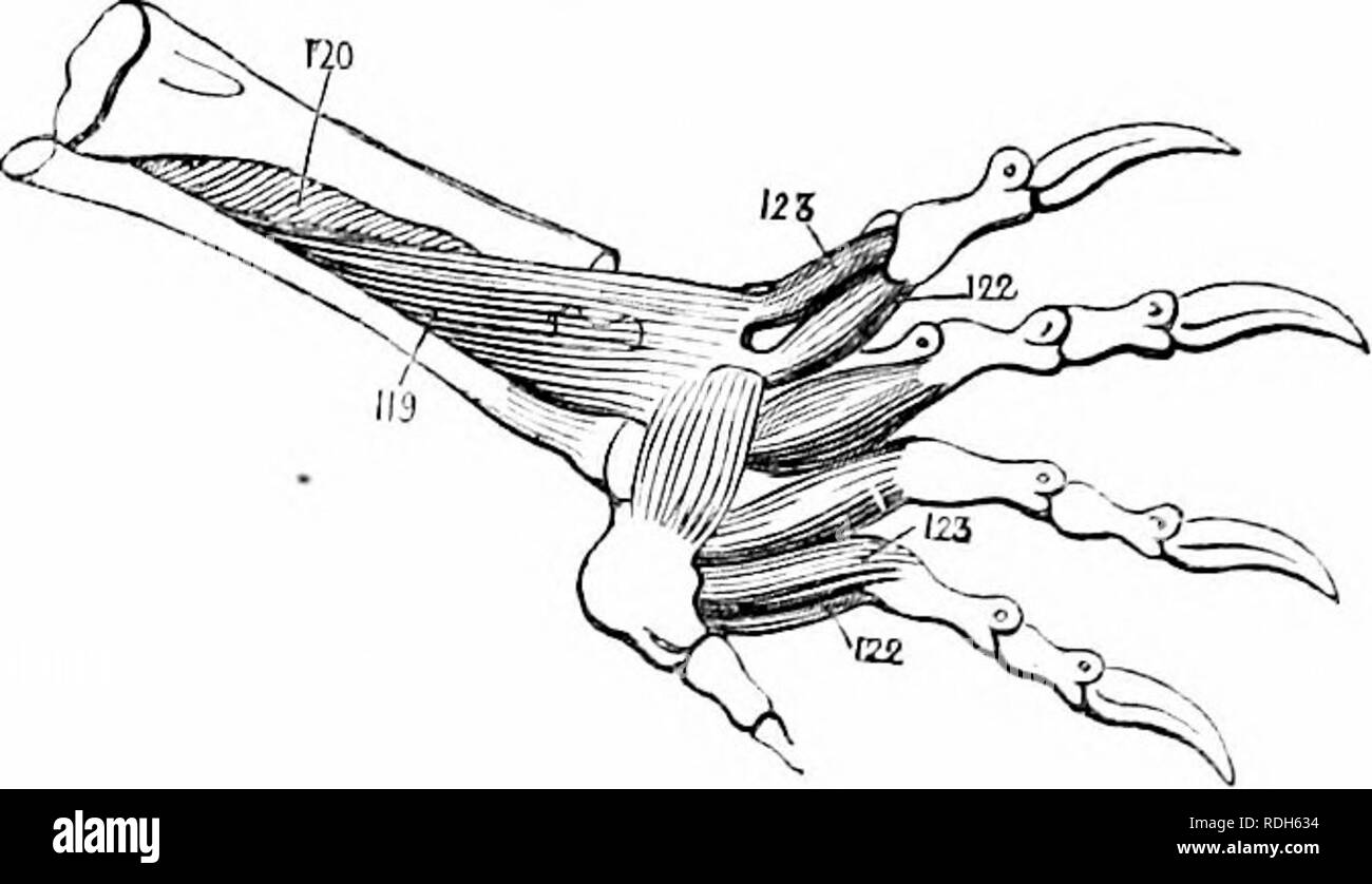 . Auf der Anatomie der Wirbeltiere. Wirbeltiere; Anatomie, Vergleichende; 1866. 242 ANATOMIE OP WIRBELTIERE interosseus cruris, Abb. 158, 120, erstreckt sich schräg zwischen den gegenüberliegenden Rändern des leg-Knochen. Die mterossei digitorum 158. Der Musrlcs liilld-Fuß, strahlt Europ^ ra. xxxvill.dvrsah, sind bei 122 gezeigt, und die des plantar Oberfläche bei 123, Abb. 158. Die höchste Fakultät für terrestrische Fortbewegung in der REPTILIAN Klasse, wird durch die saltatory Amphibien manifestiert. In den Hinterbeinen tliere limlj der Frosch ist ein Muskel, der sich von der diapophysis des Dritten vertclira auf die ILIUM, die ich Stockfoto