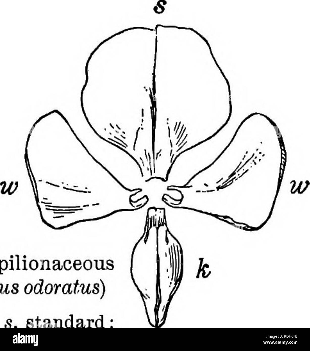 . Schlüssel und Flora: nördlichen und zentralen Staaten. Botanik. ',!/Abb. 21: Impuls Familie. Papilionaceous blütenkrone Sweet pea (Lathyrus Odoratus) ICH HABE EIN, Seitenansicht. B, Ansicht von vorne: s, Standard;^w, w, Flügel; k, Kiel. Bäume. Blumen ein wenig oder gar nicht, manchmal fast papilionaceous actinomorphic. Die oberen Blütenblatt innerhalb des Anderen in der Knospe. Staubblätter 10 oder weniger, in der Regel nicht miteinander vereinigten, getragen auf dem Kelch. Blumen unvollkommen papilionaceous. Blätter einfach. Cercis, V Blumen nicht papilionaceous. Stachellosen. Gymnocladus, III Blumen nicht papilionaceous. Voller Dornen. Gleditsia, IV. Bitte beachten Sie, dass t Stockfoto