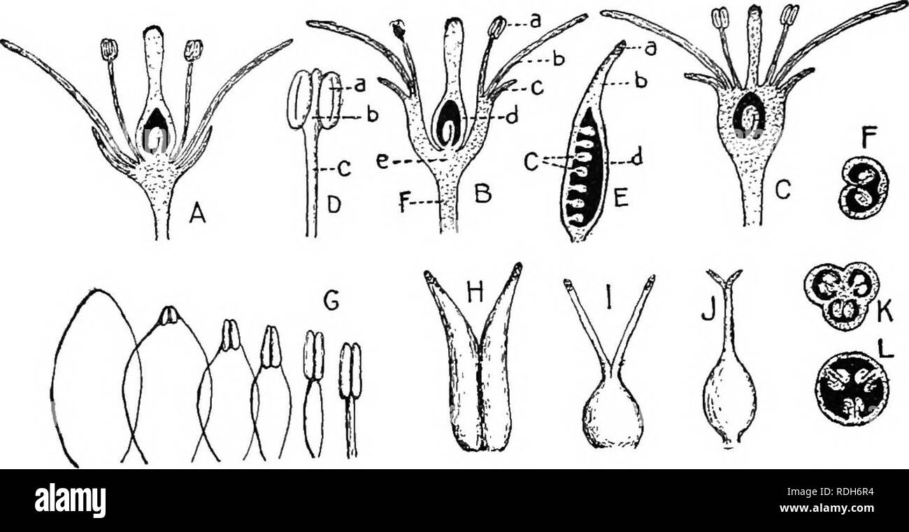 . Pharmazeutische Botanik. Botanik; Botanik, Medizin. Die BLUME 41 Wie in Clematis. In der reduplicate sie sind nach außen gedreht, als die Kelchblätter von Althea. Vexillary, die Vielfalt in der Corolla der Pea, wo die beiden unteren Blütenblätter von zwei seitlichen, überlappt werden angezeigt, und die vier wiederum durch die größeren Oberen überschnitten. Verzerrte, wo eine Marge immer Äußere ist und die anderen, die Knospe verdreht aussehen, wie in der Oleander und Phlox. Die Blume die Blume ist ein Schießen, die eine Metamorphose durchgemacht hat, als Mittel für die Vermehrung der Einzelnen zu dienen Stockfoto