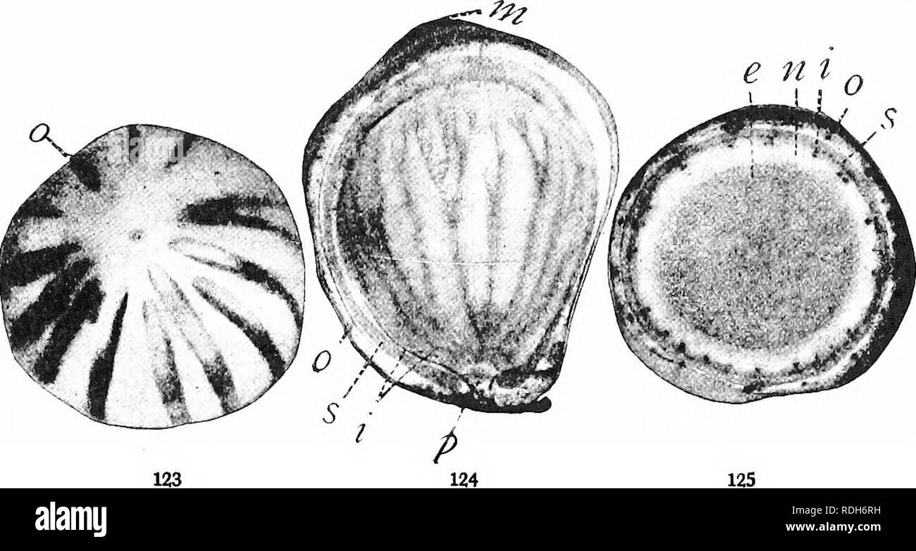 . Morphologie der gymnosperms. Gymnosperms; Pflanze Morphologie. CYCADALES 129 Endosperm in ein endosperm Jacke oder tapetum als auffälliges als tapetum von Farn oder angiospermen microsporan-gien differenziert ist. In den reifen Samen der äußeren fleischige Schicht frisch bleibt für eine Weile, und dann entweder trocknet oder zerfällt. Alle sporophytic Gewebe in der steinigen Ebene, einschließlich der Irmer fleischige Schicht, der nucellus, und die Basis der Samenanlage, wird zu einem dünnen trockenen Membran, in dem die Pakete des inneren Gefäßsystem sind die meisten Hinweise - lage Funktion reduziert.. 123 124 Feigen. 123-125.- Dioon edule Stockfoto