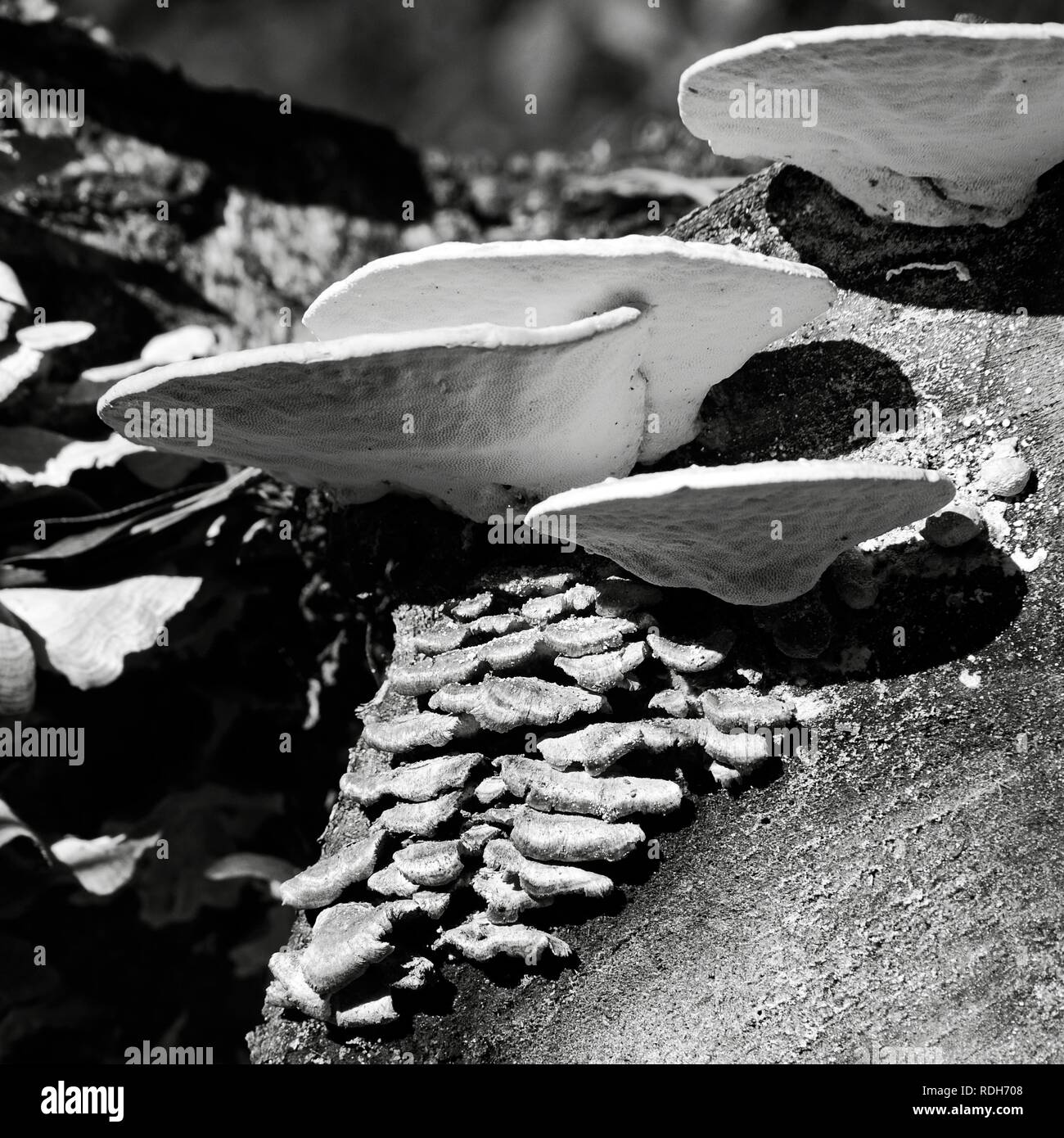 Das Waldland TX USA - 12/21/2018 - Weiß & Grün Pilze auf einen Schnitt Anmelden B&W Stockfoto